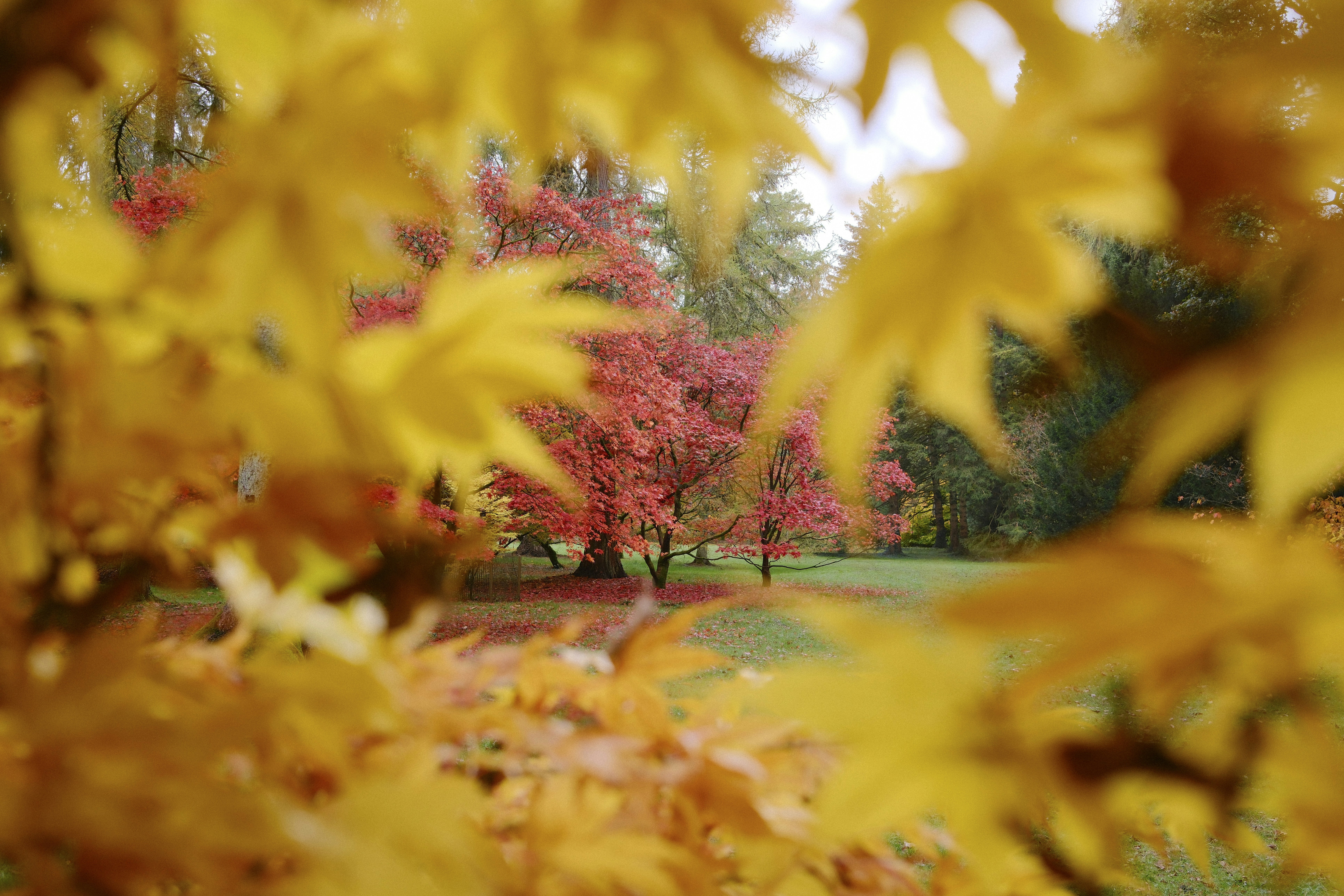 A blurry photo of a park with trees in fall colors