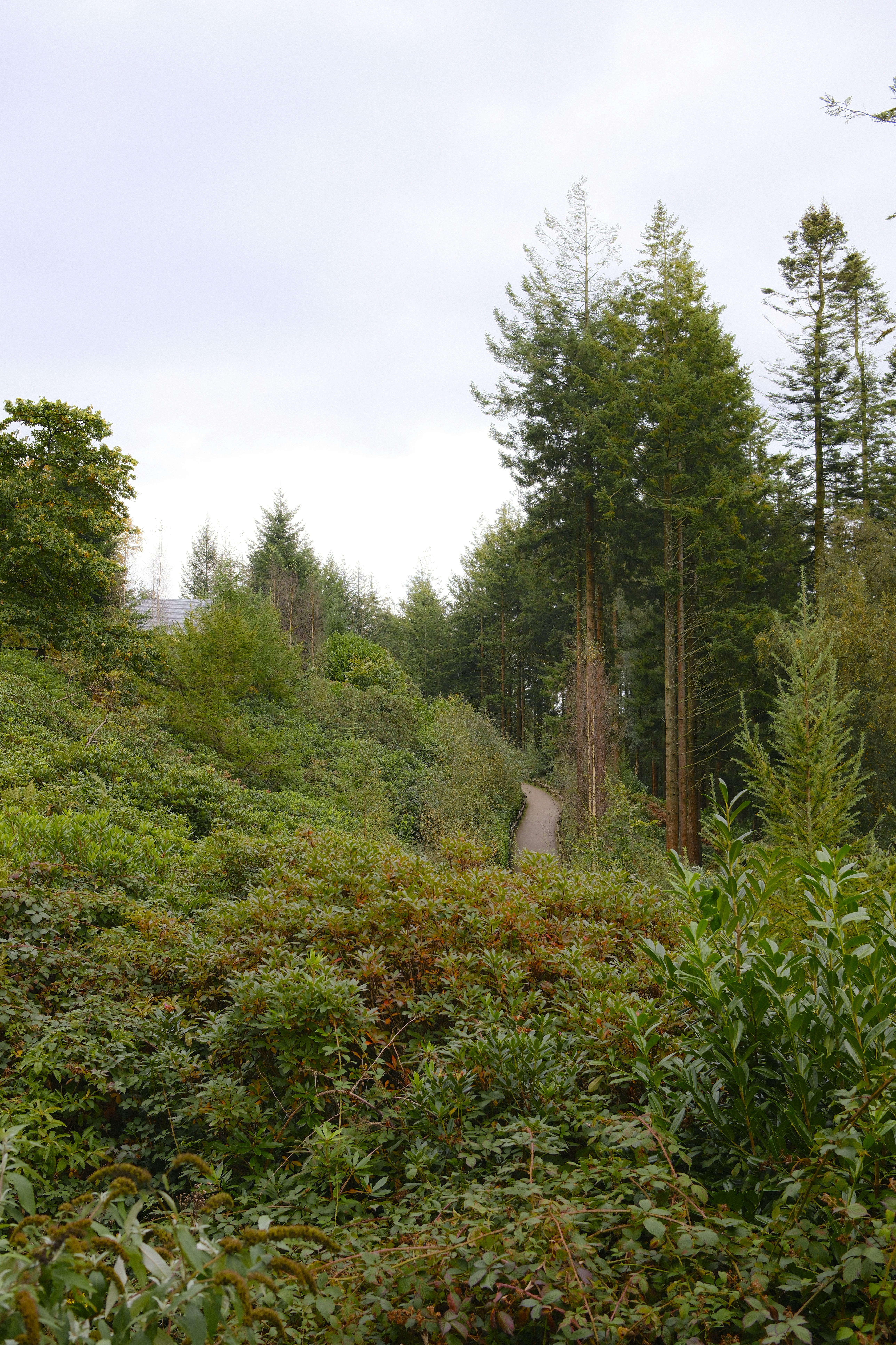 A dirt road surrounded by trees and bushes