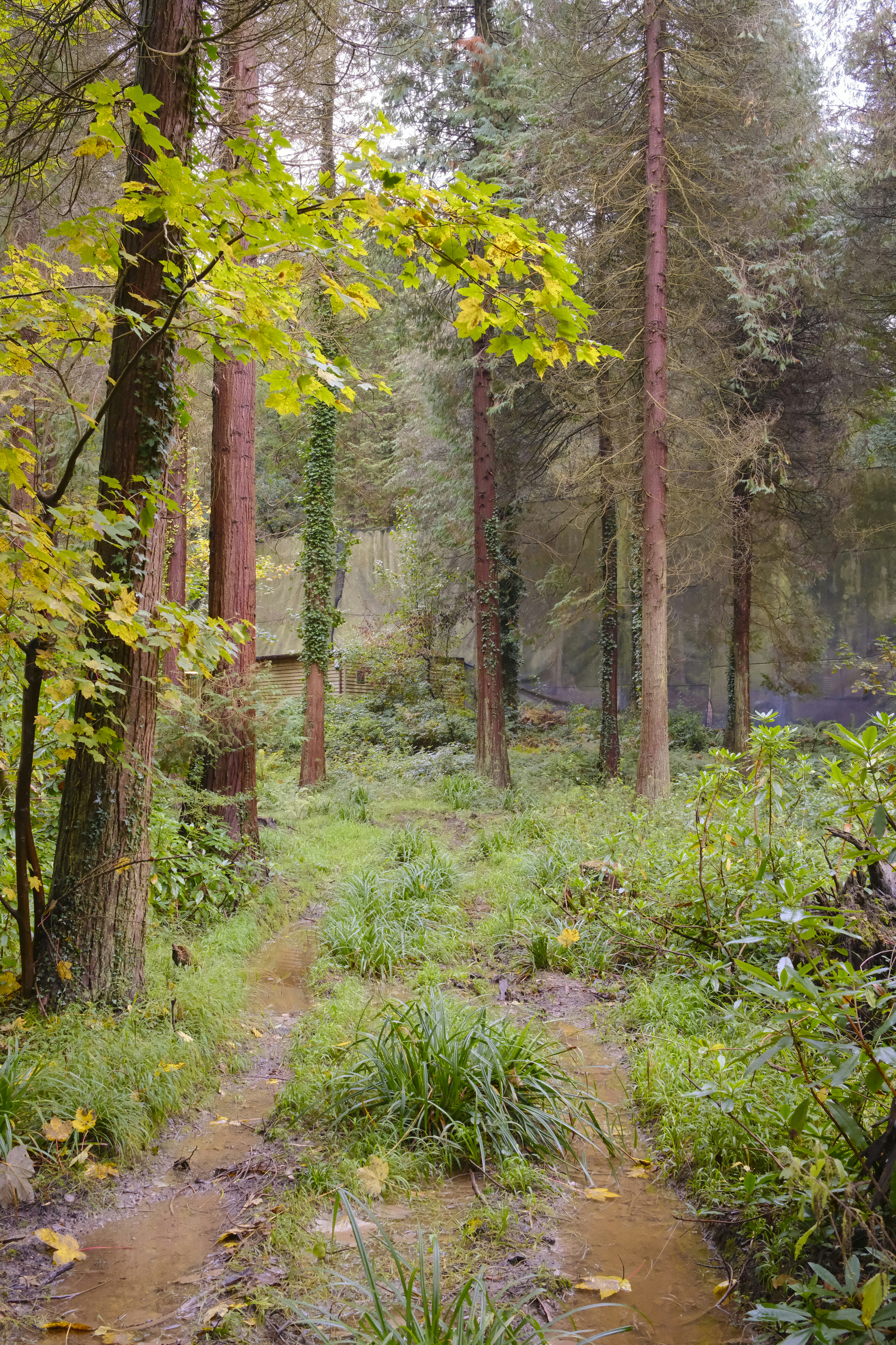 A dirt path in the middle of a forest