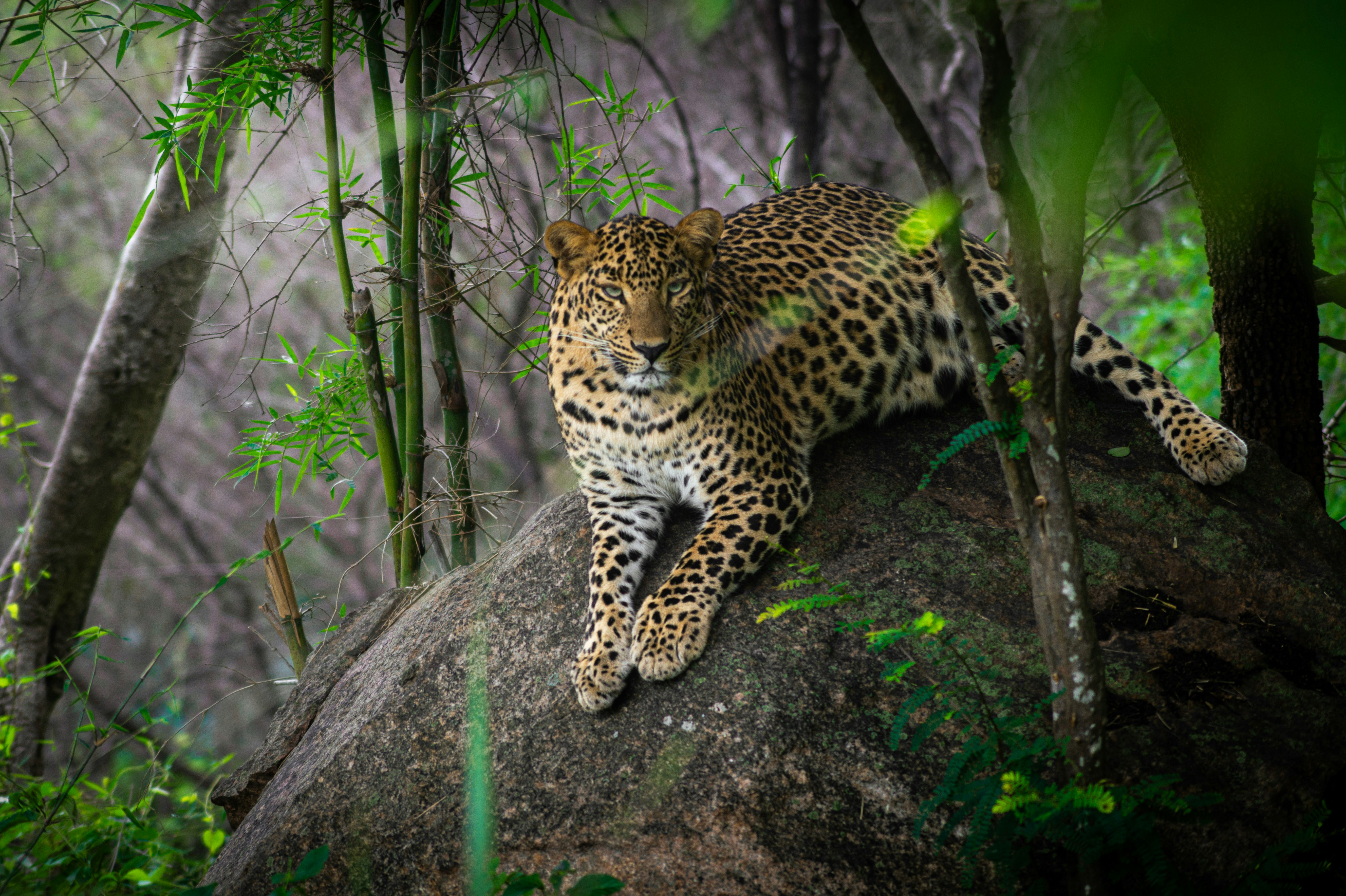 Photo by thejaswinramesh