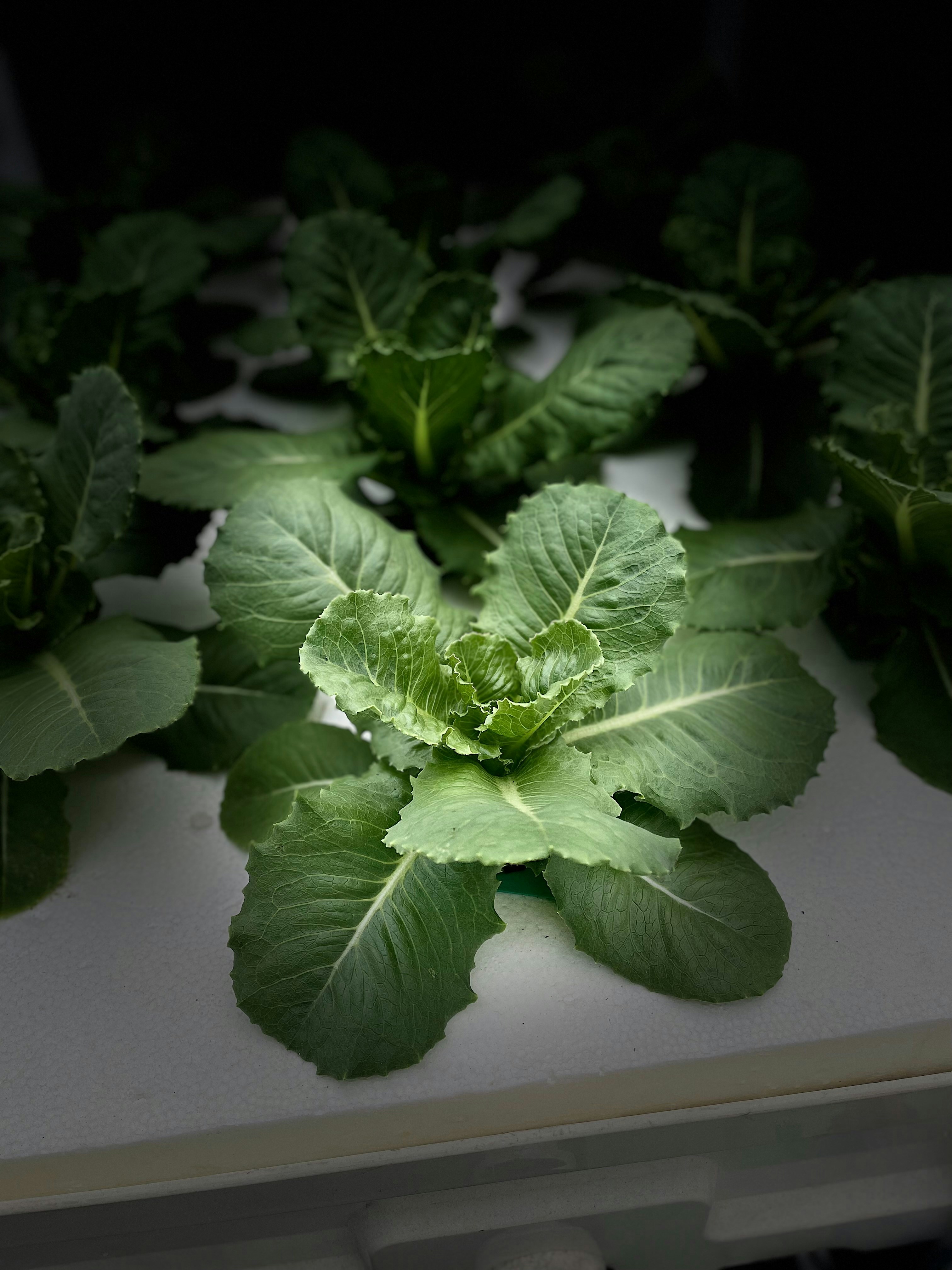 Rooftop hydroponic farm with NFT channels full of green lettuce under grow lights, city skyline visible in background through glass panels