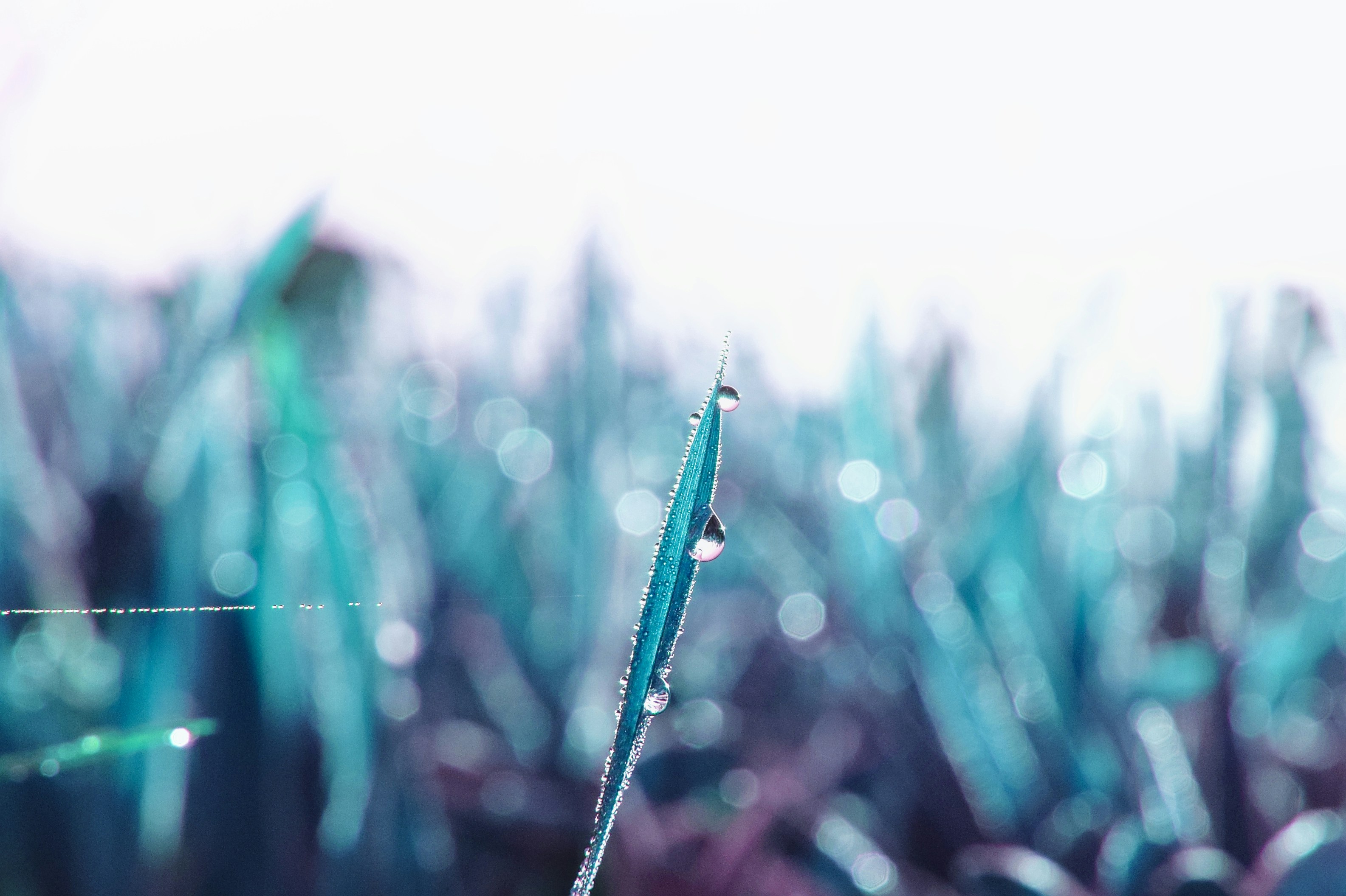 A close up of a grass field with dew on it