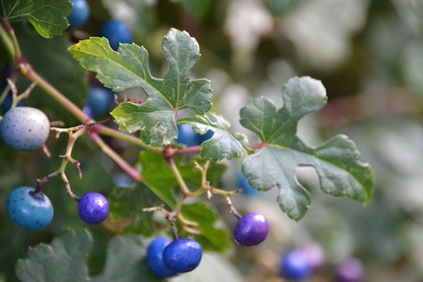 Kwark met Blauwe Bessen