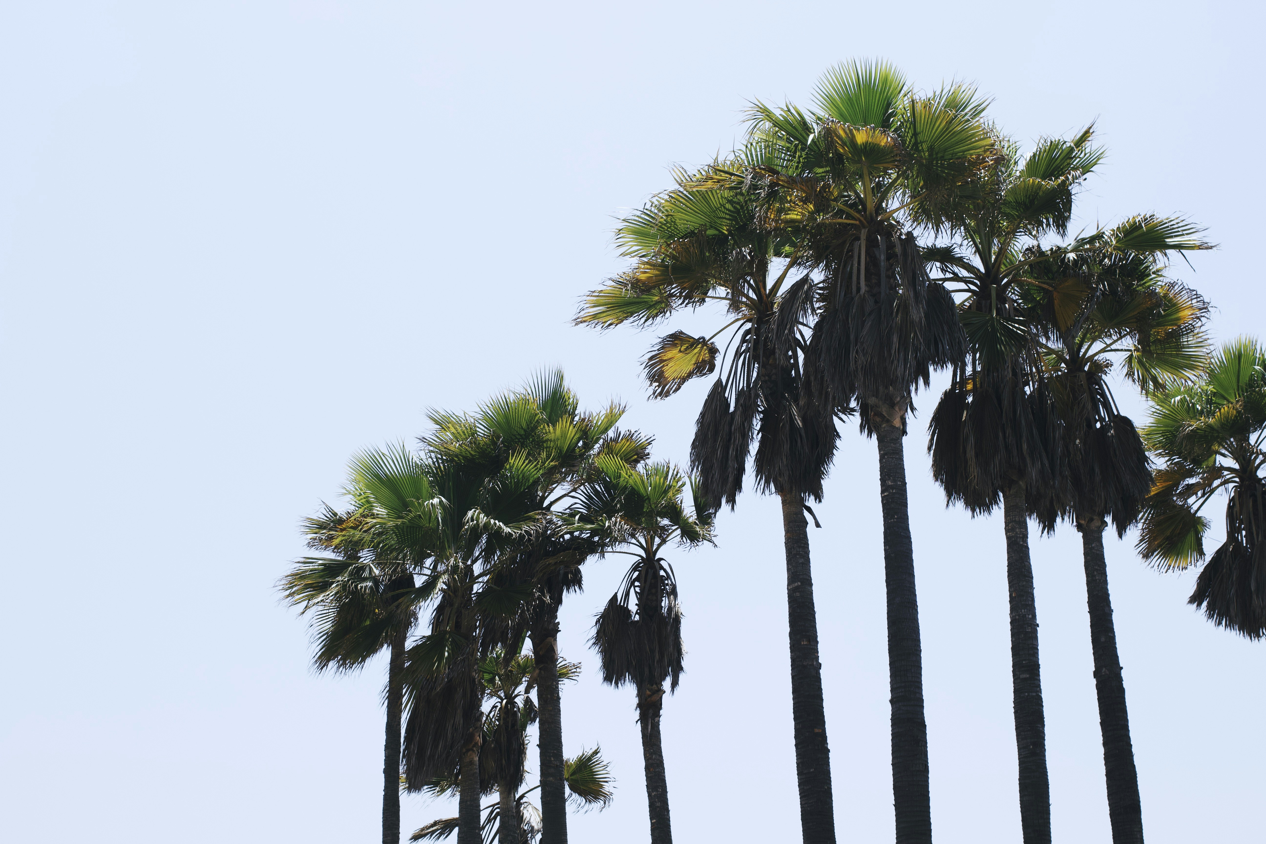 A group of palm trees blowing in the wind