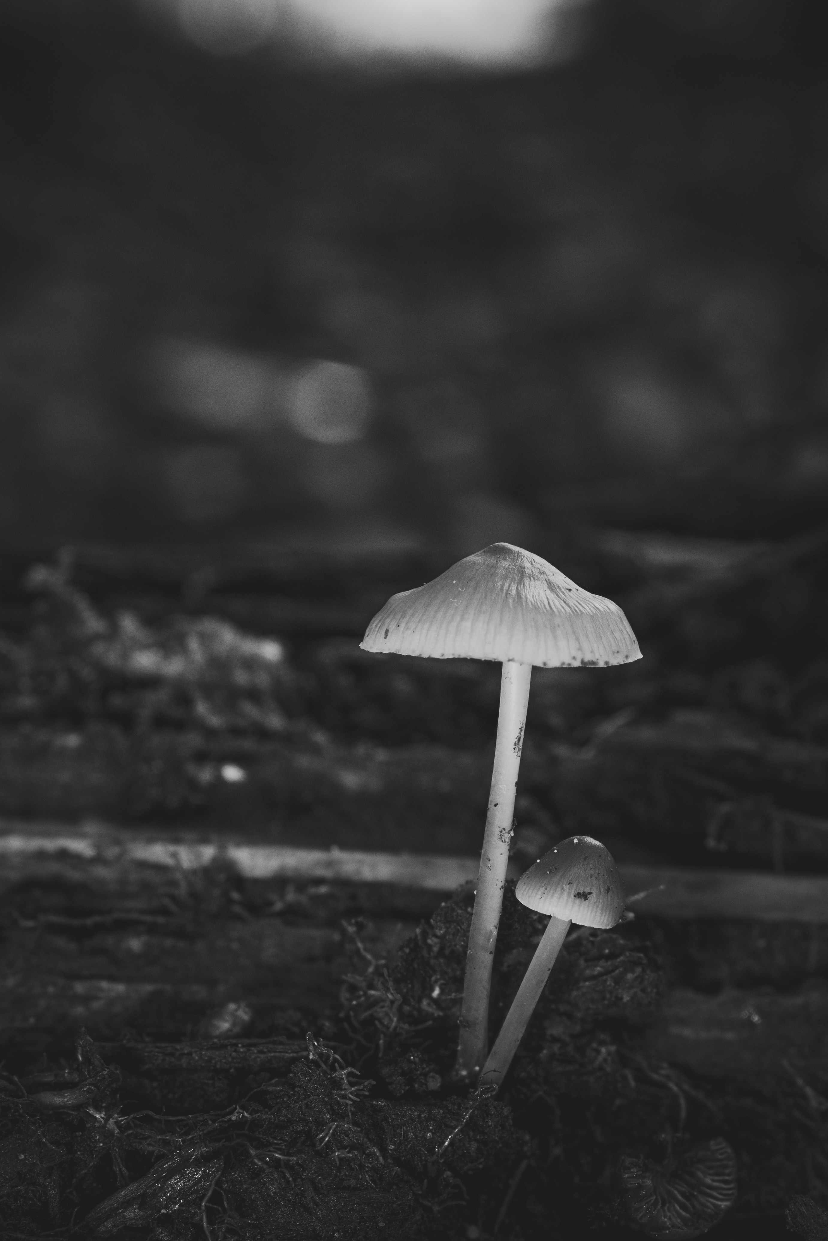 Photo by robertschwarz