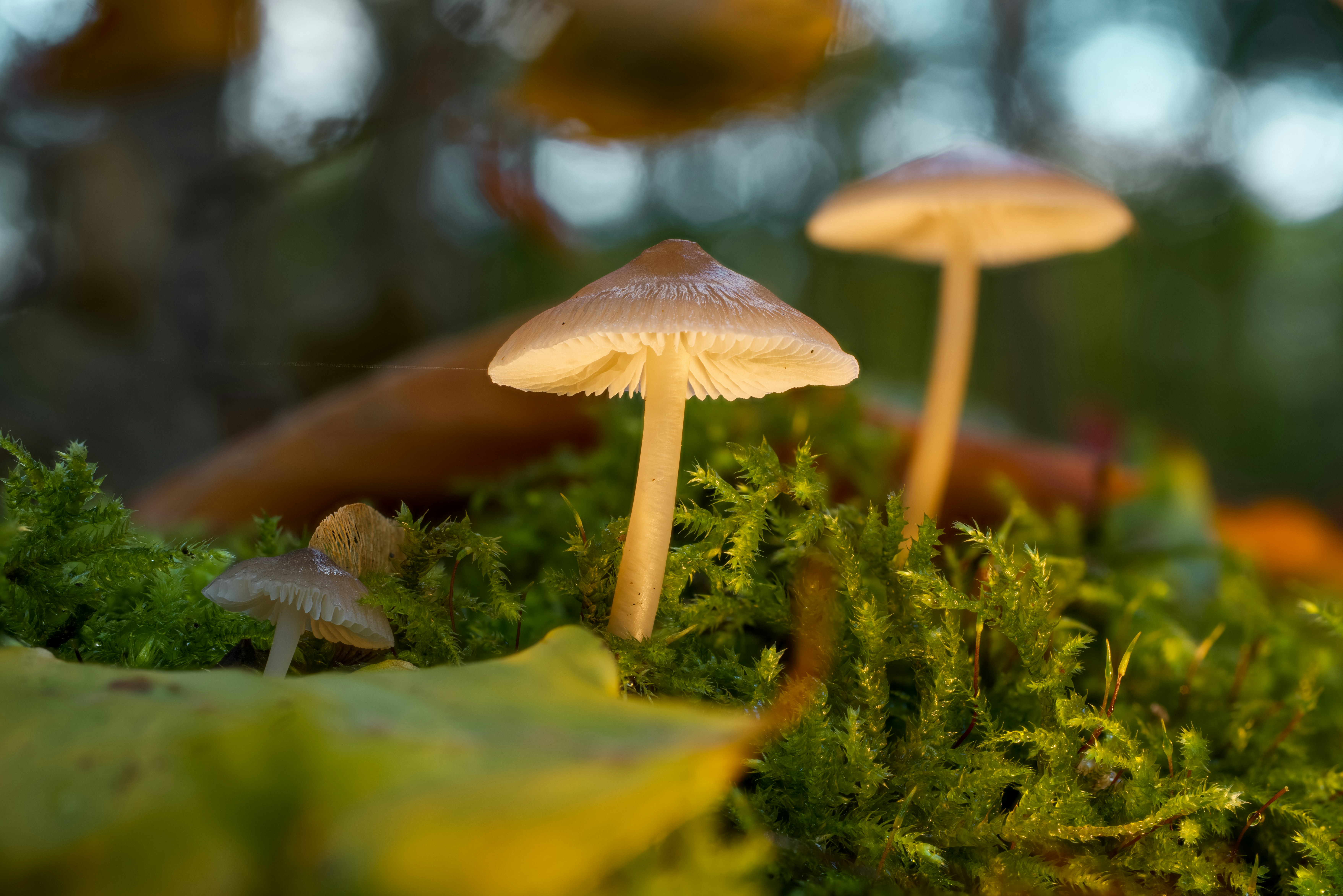 Photo by robertschwarz