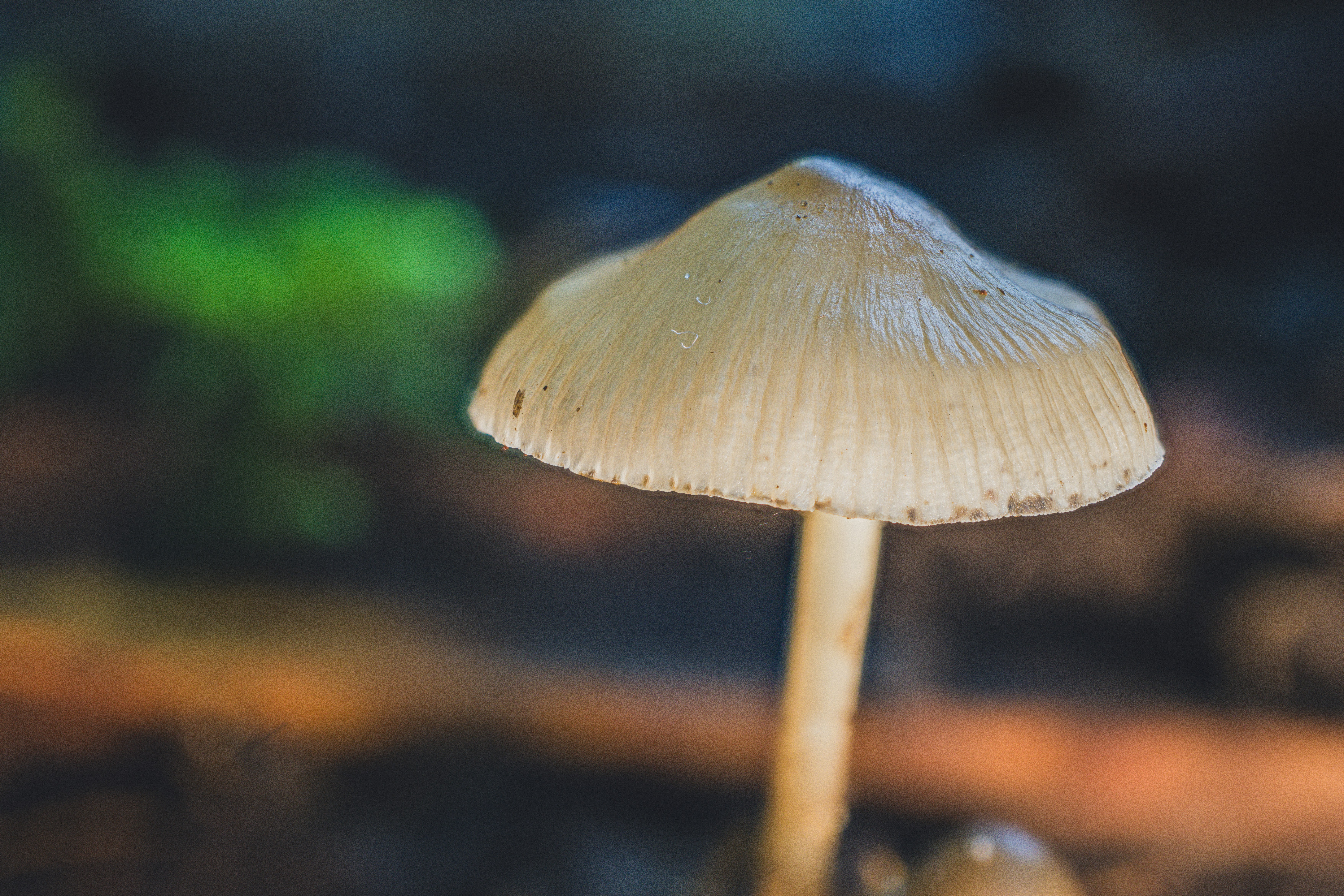 Photo by robertschwarz