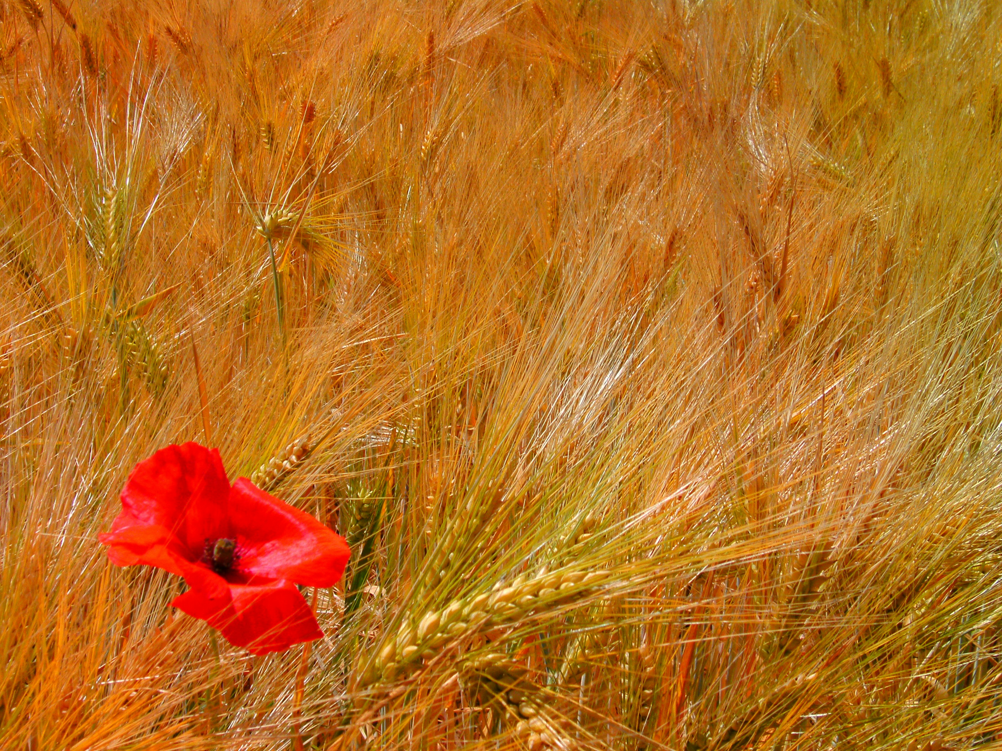 A red flower in a field of tall grass