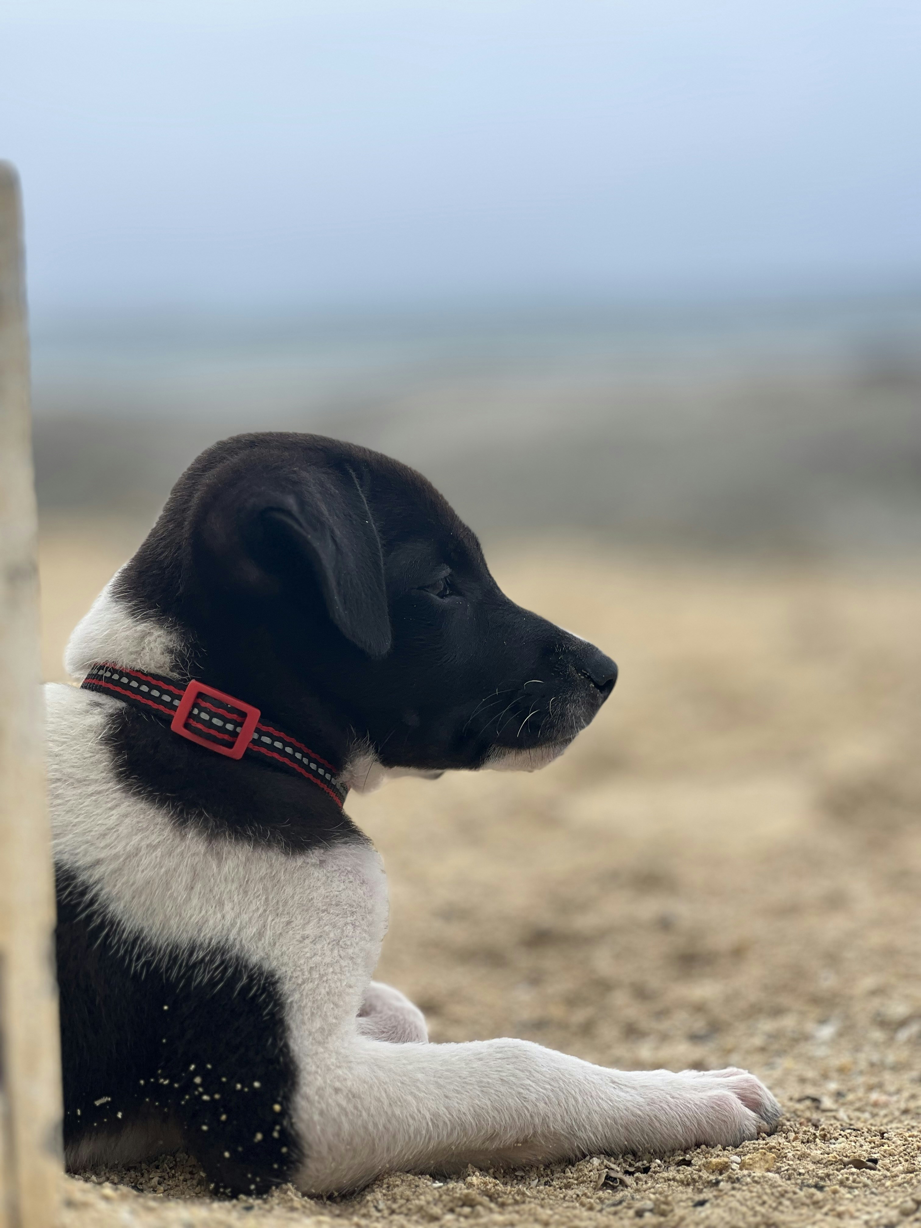 A black and white dog laying on top of a sandy beach photo – Free Beach ...
