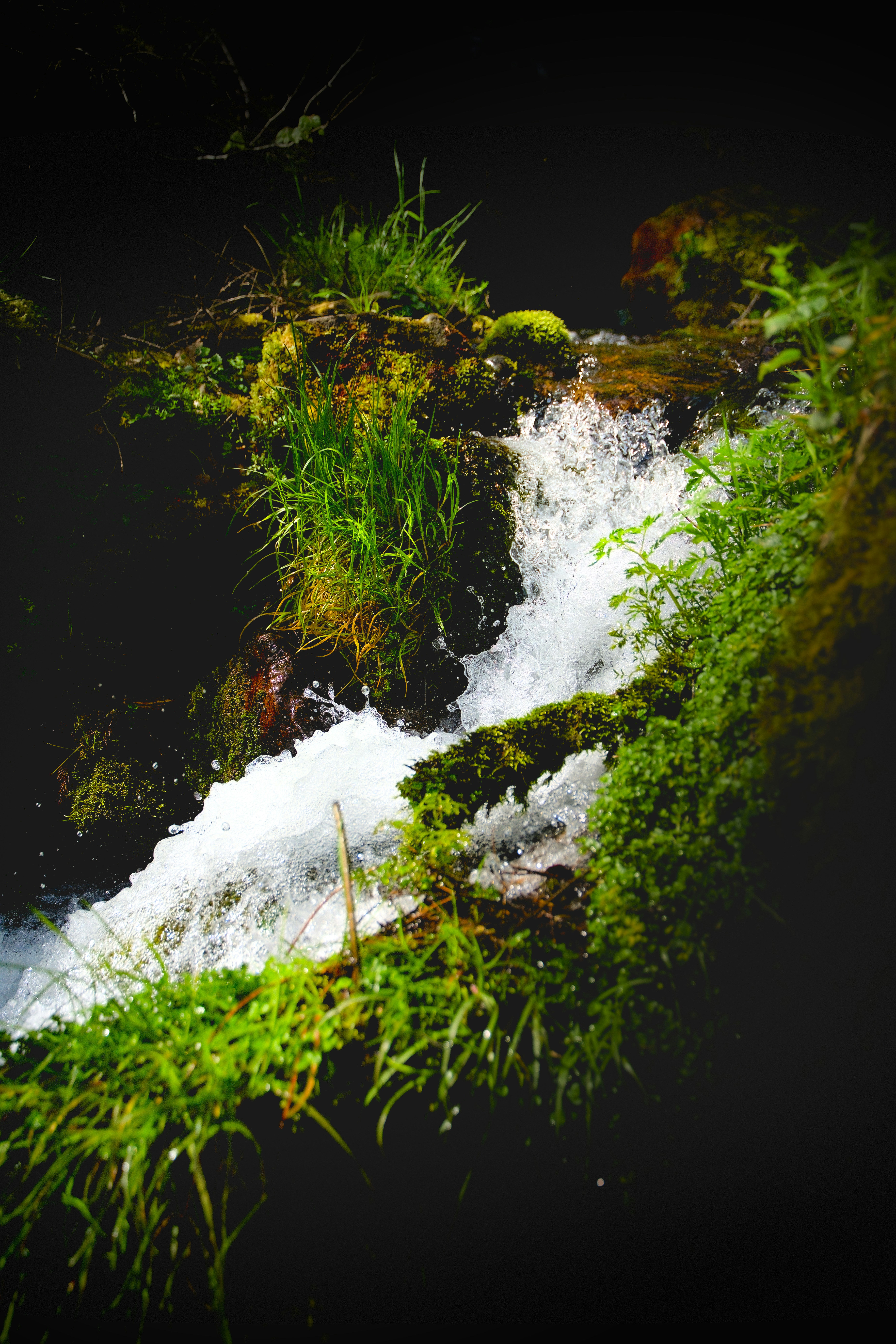 A small stream running through a lush green forest