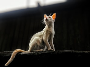 A white cat sitting on top of a roof