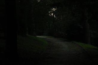 A dark path in the woods at night