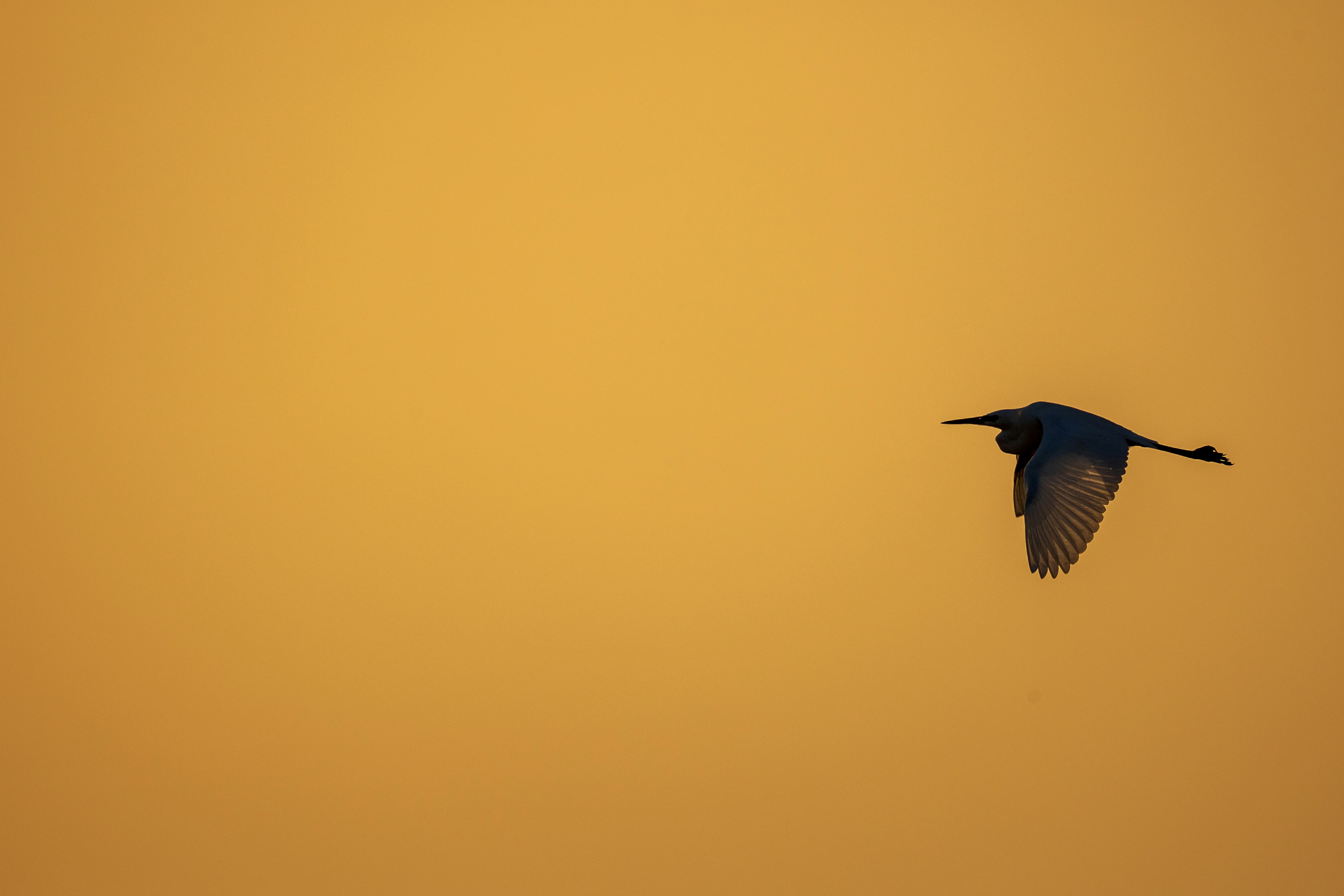 A bird flying in the sky at sunset