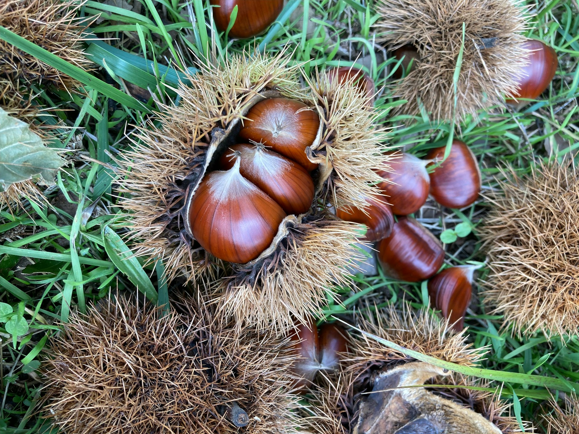 A bunch of nuts that are on the ground