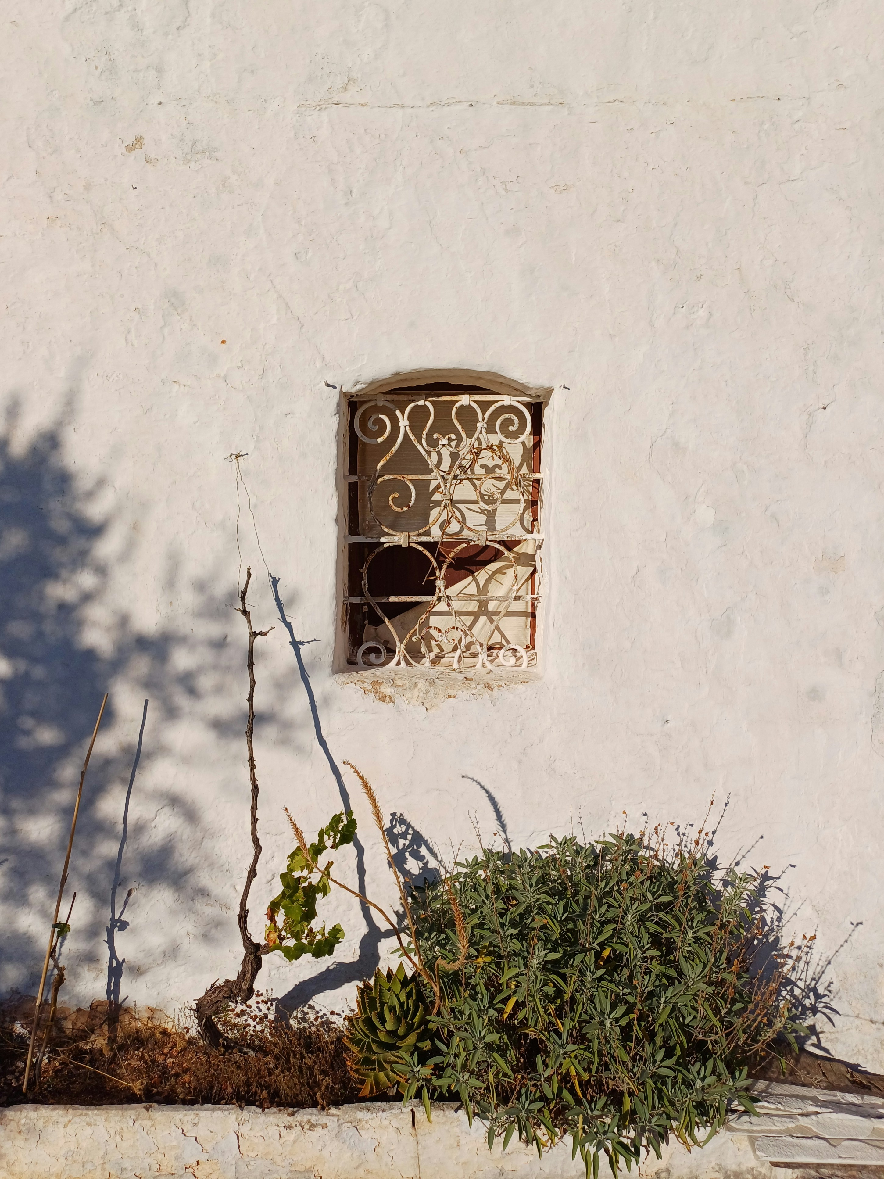 Un edificio bianco con una finestra e una pianta di fronte