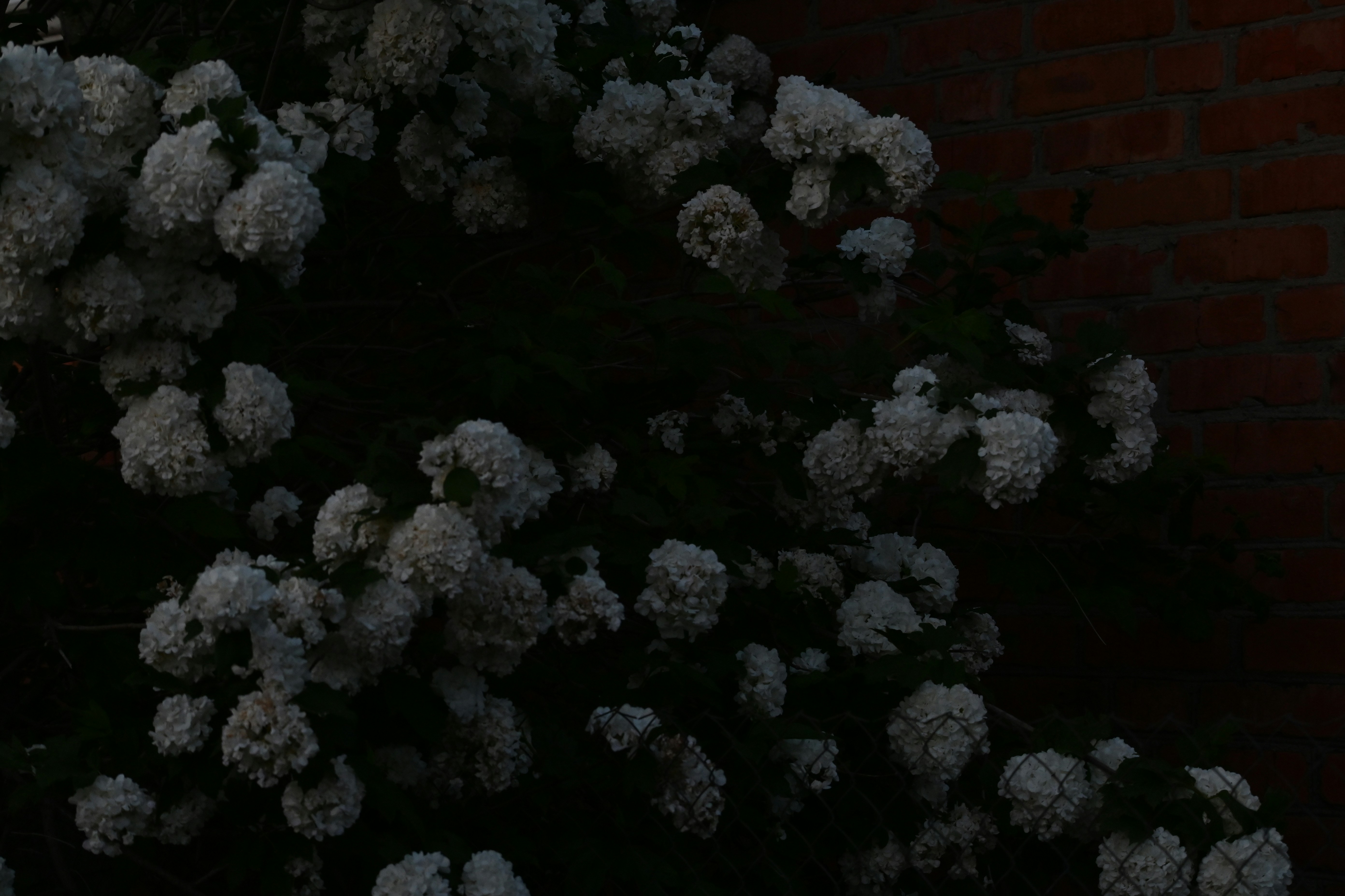 A red fire hydrant sitting next to a brick wall
