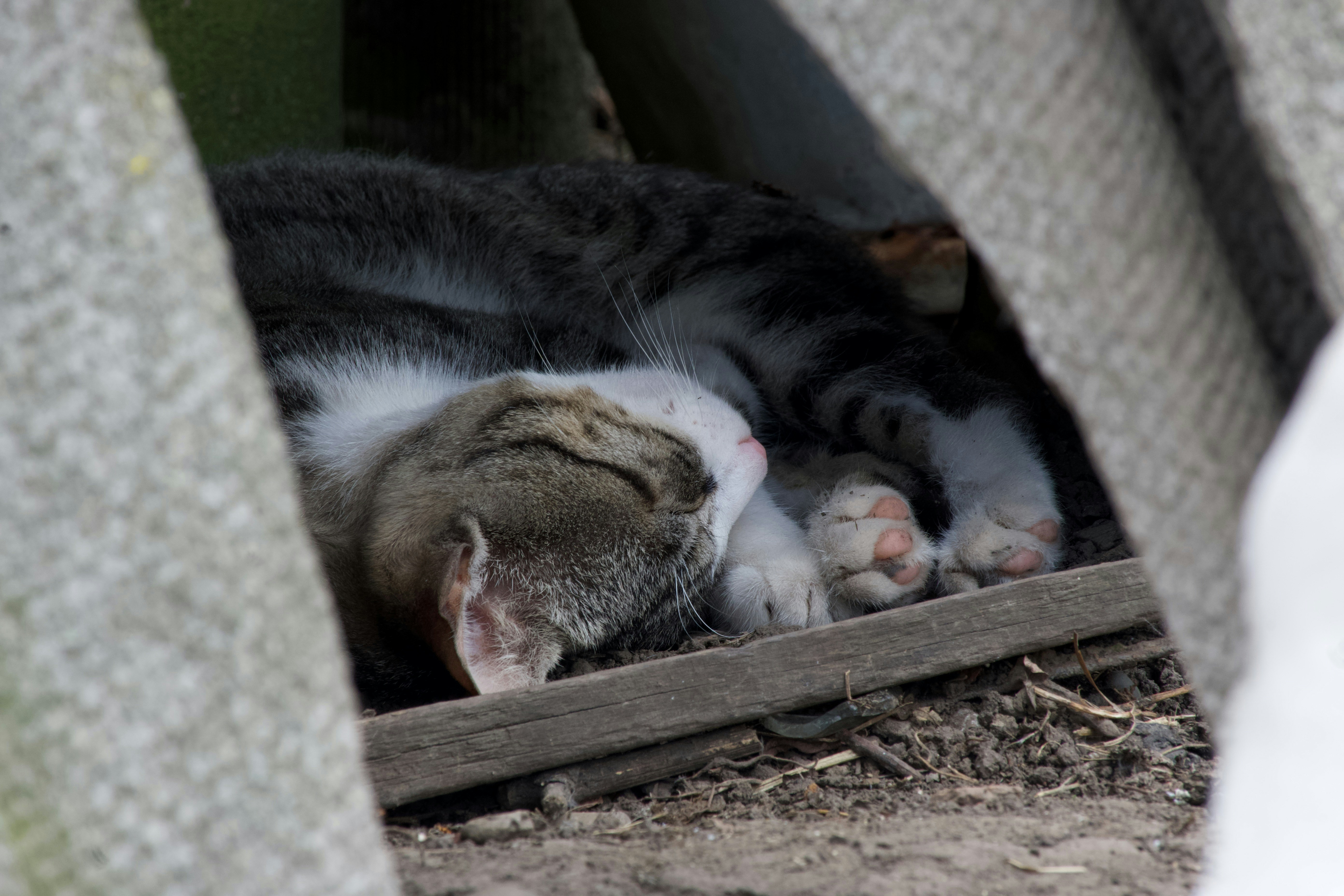 A gray and white cat laying on top of a wooden floor