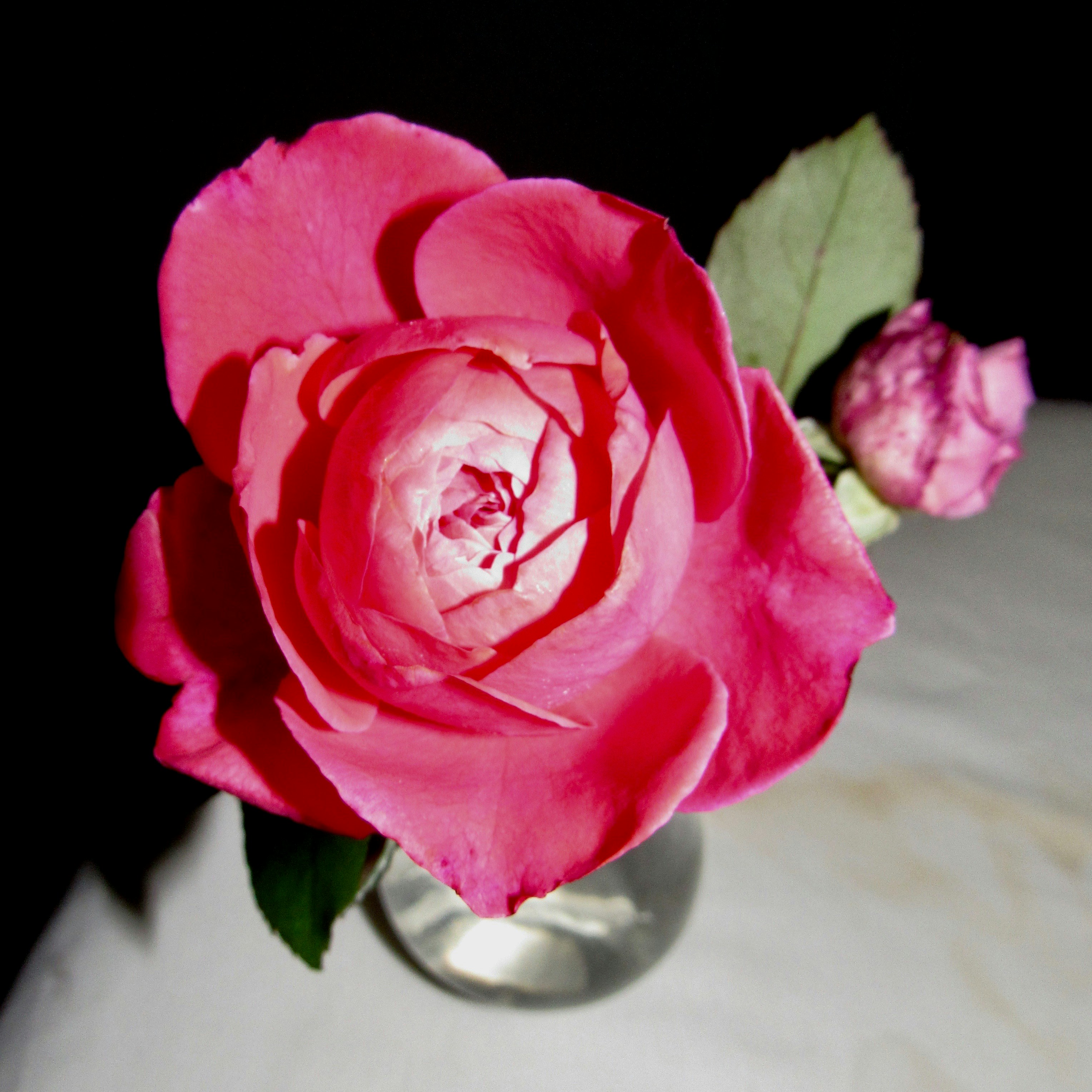 A single pink rose in a silver vase