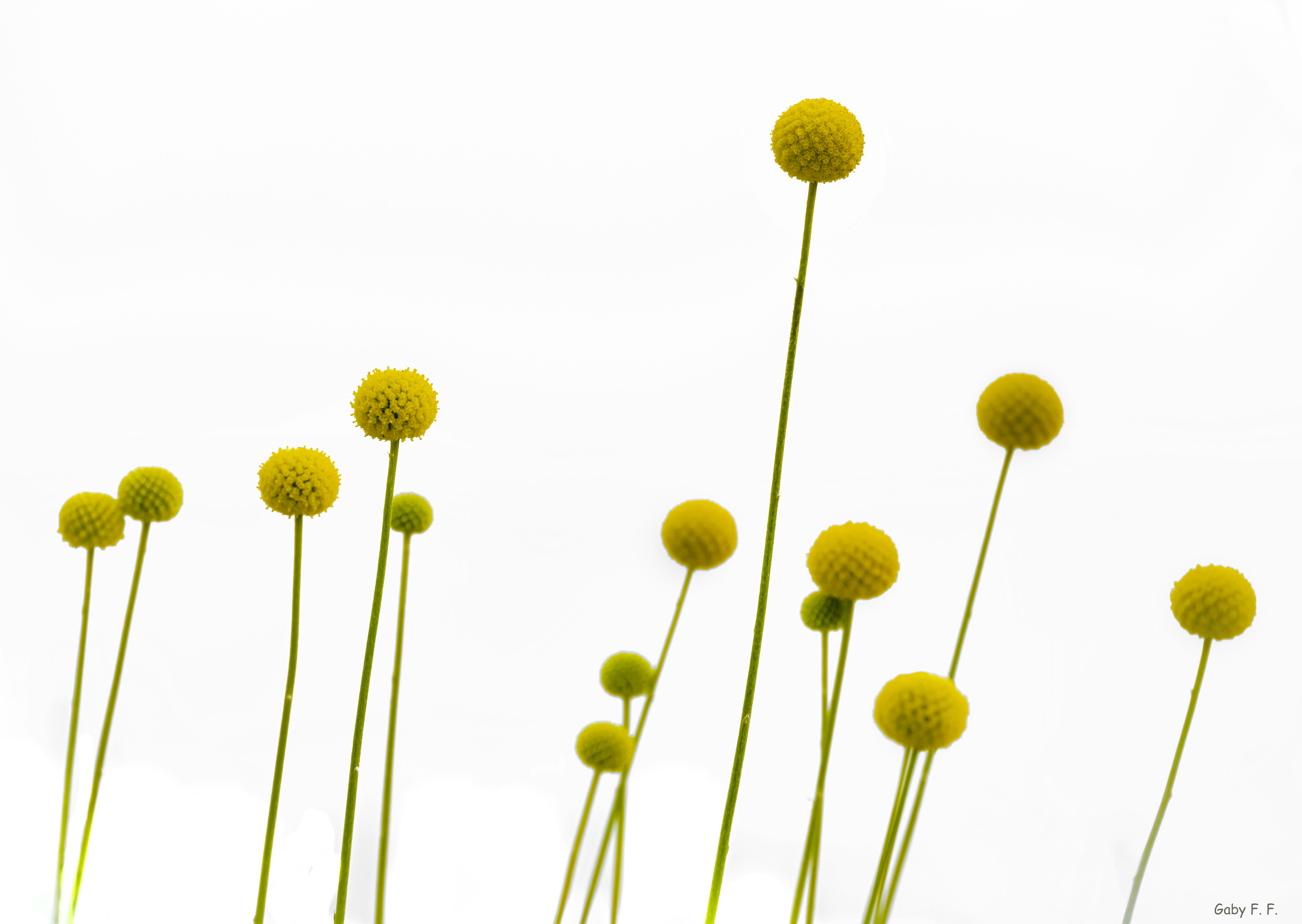 Photo by gabyfishmanfosbery