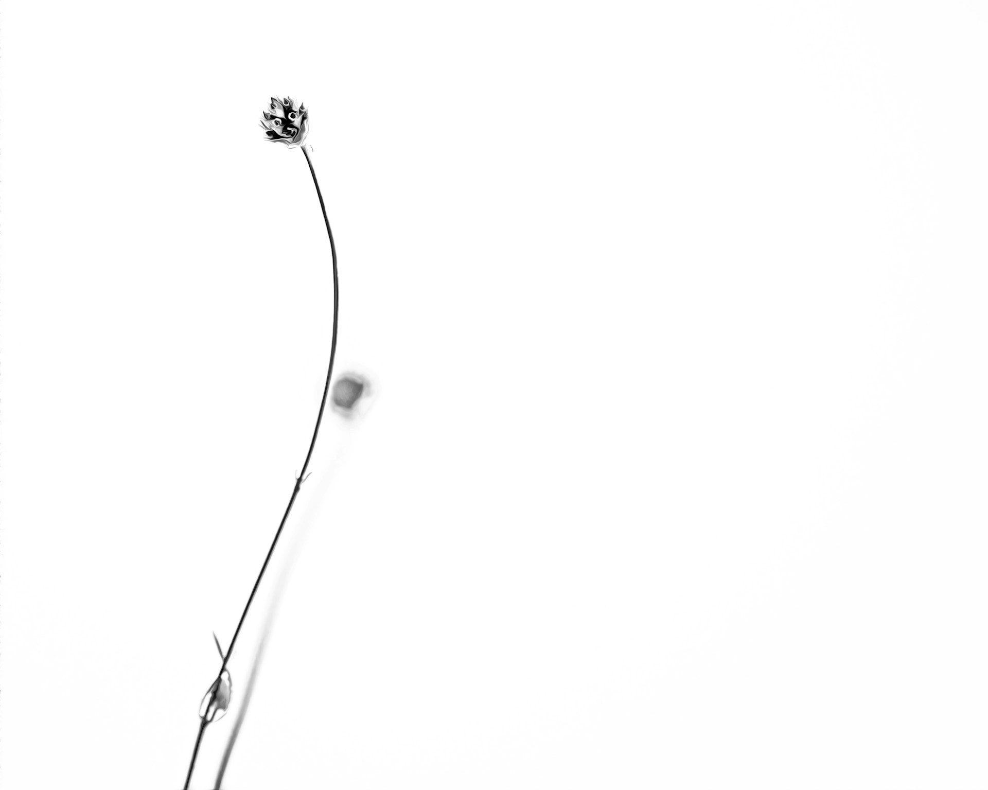 A single flower on a white background