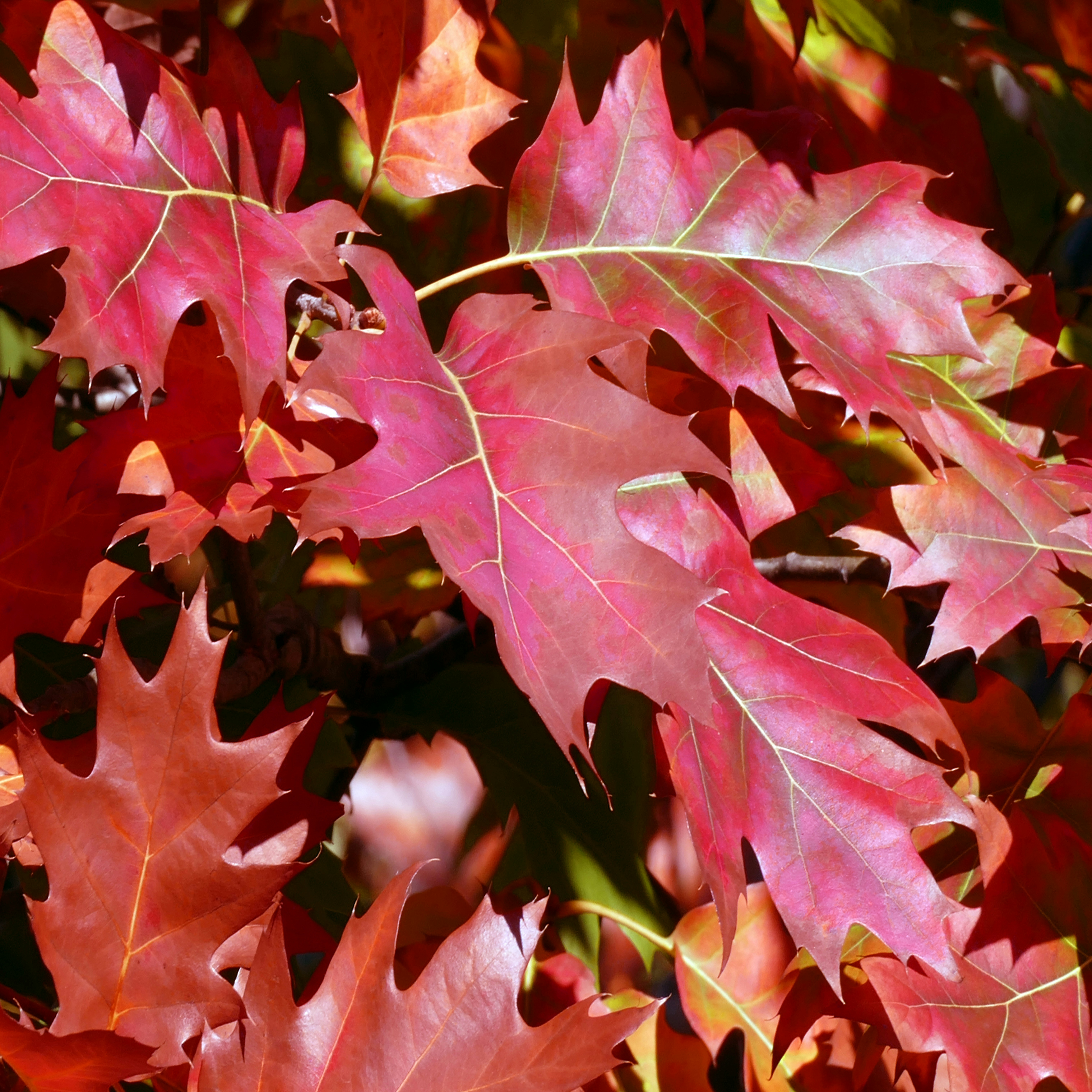 Photo by robartphoto