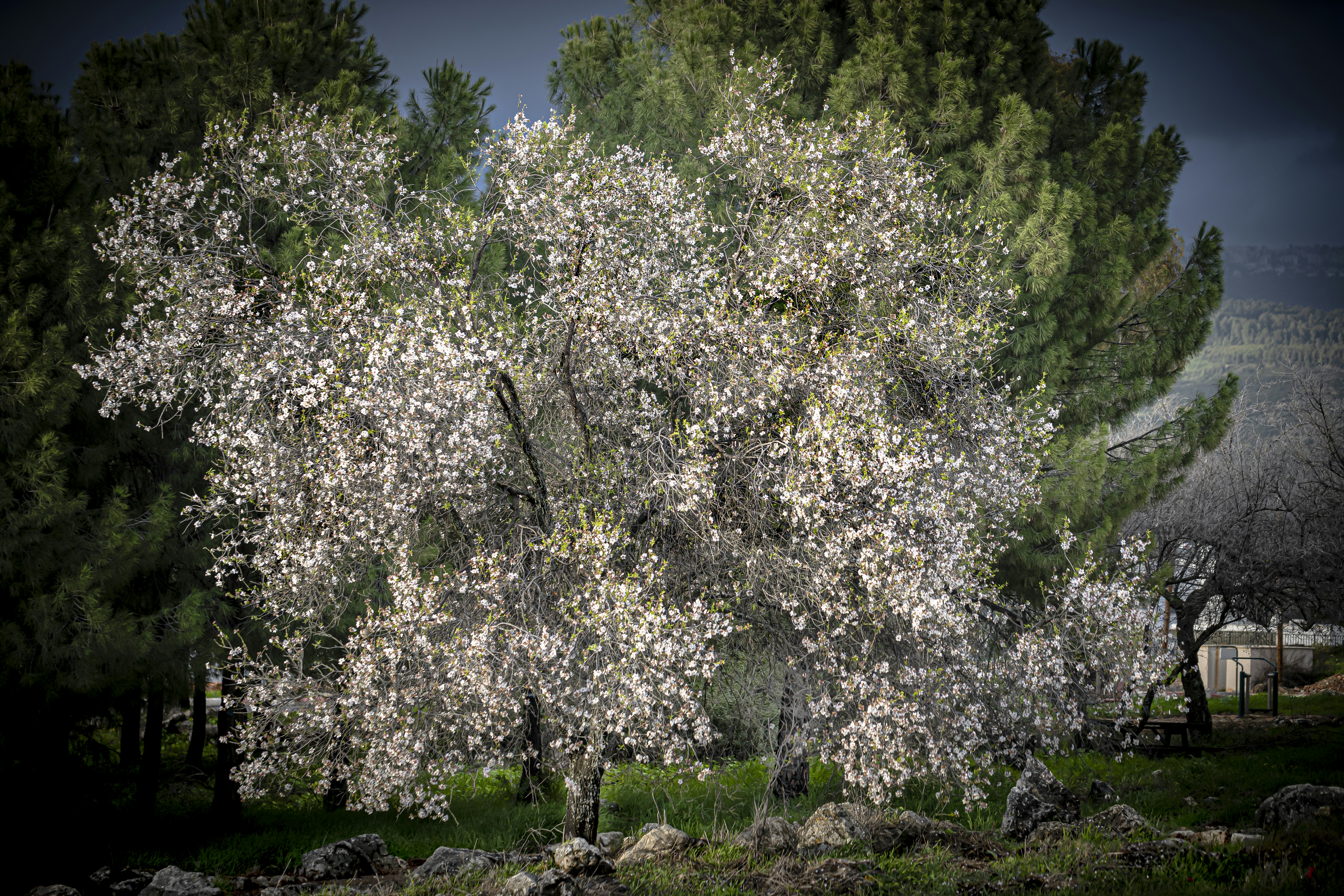 A large white tree with lots of white flowers