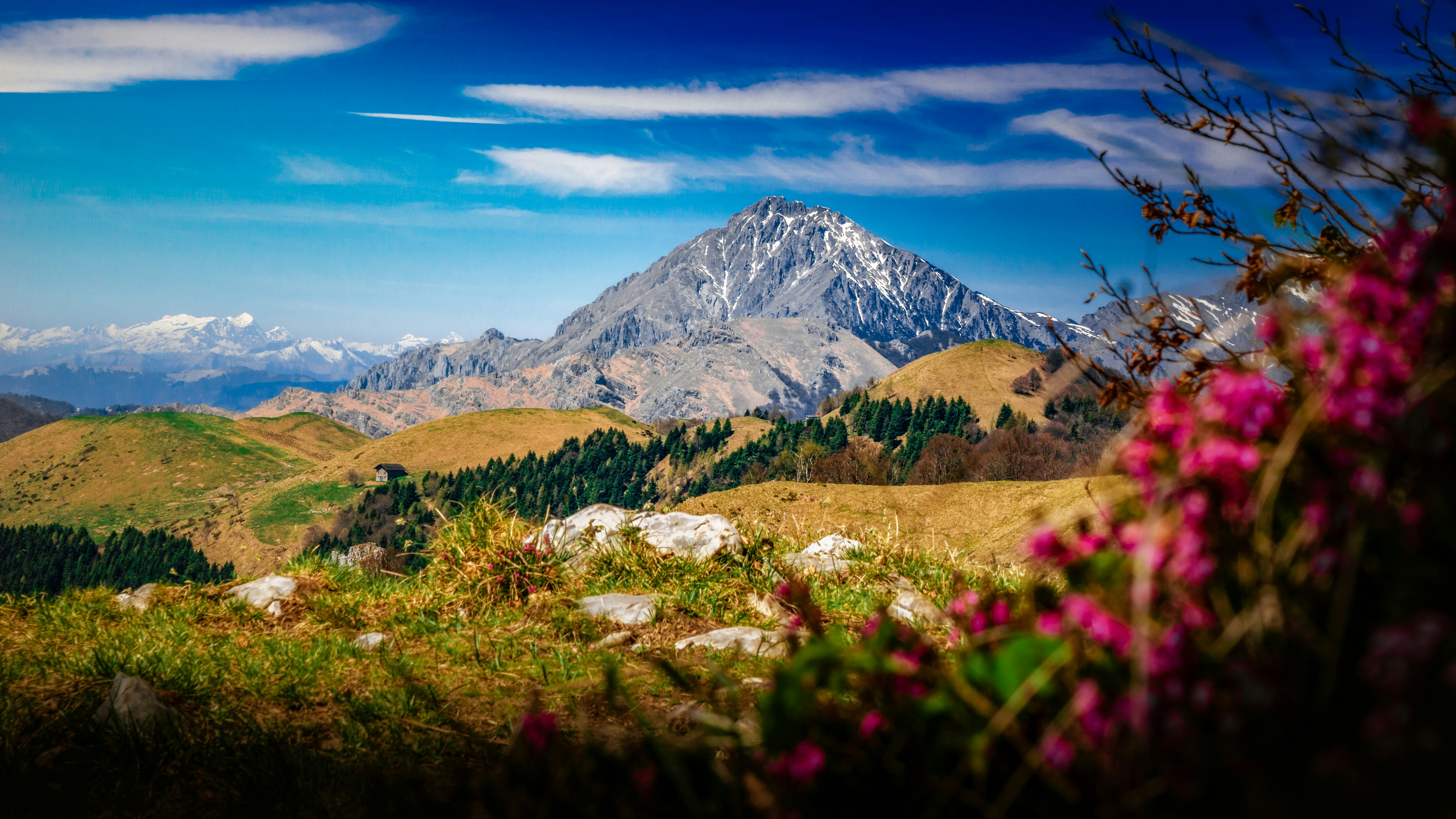 A view of a mountain range with flowers in the foreground
