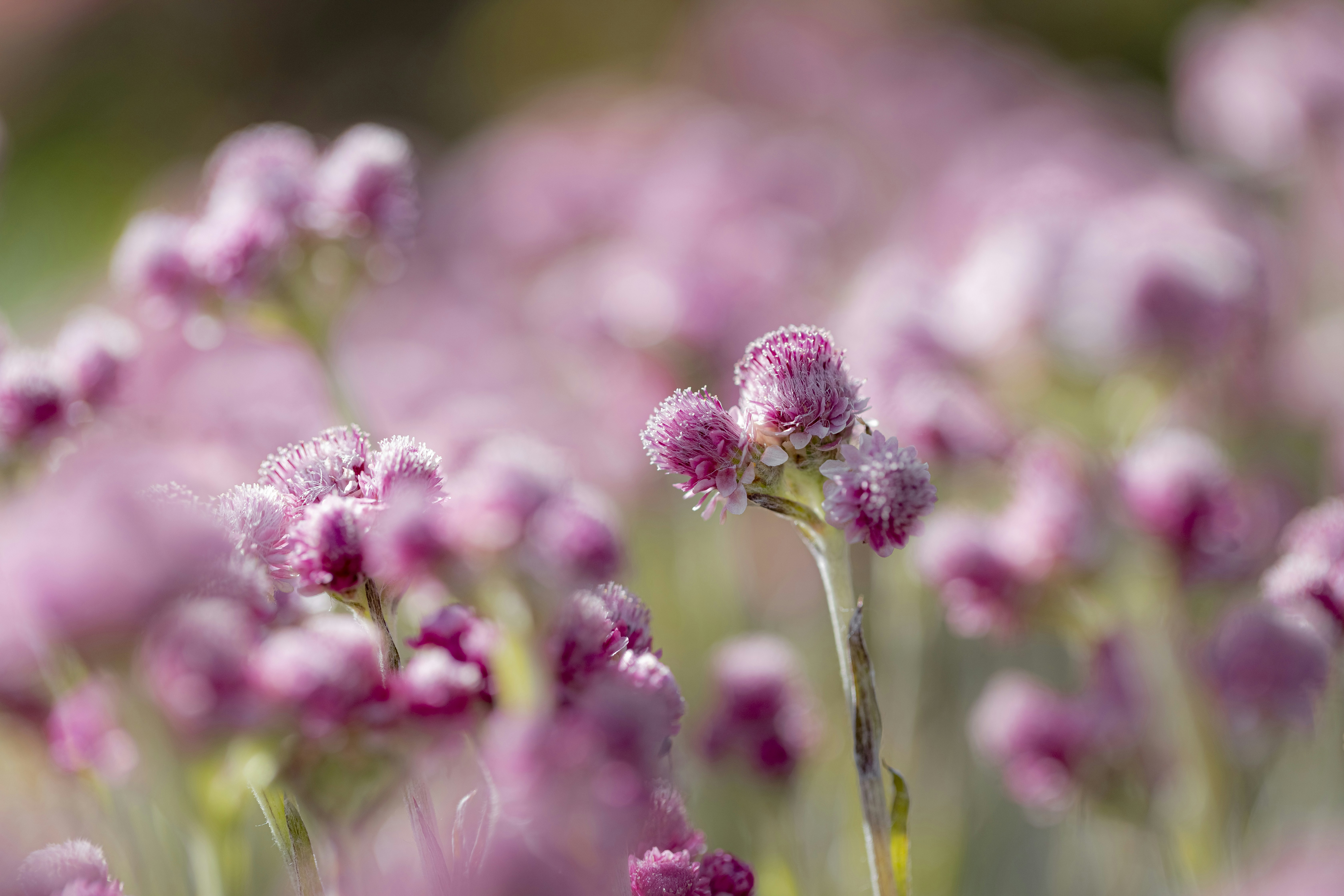 A bunch of pink flowers that are in the grass