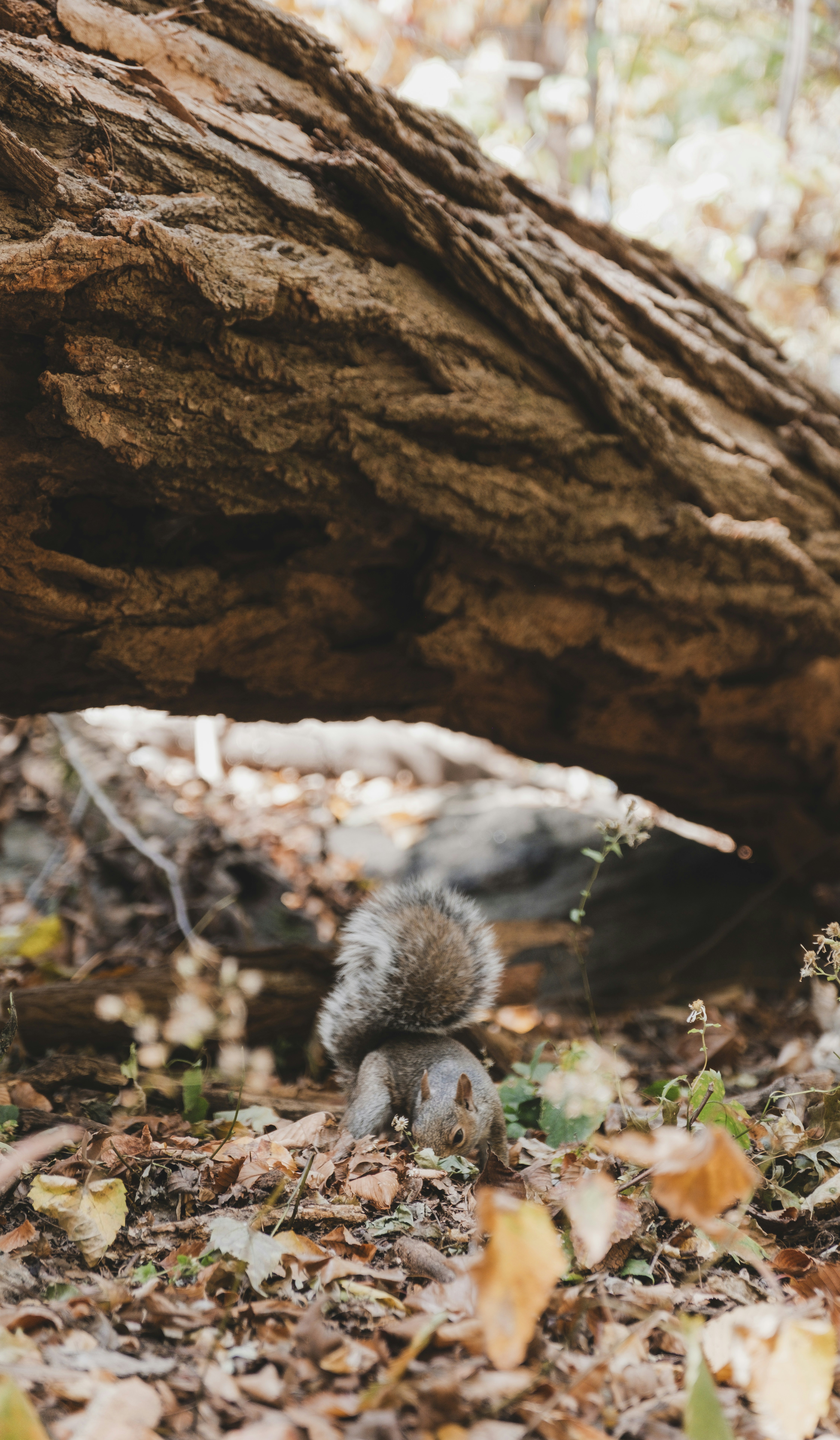 A squirrel is hiding under a tree in the woods