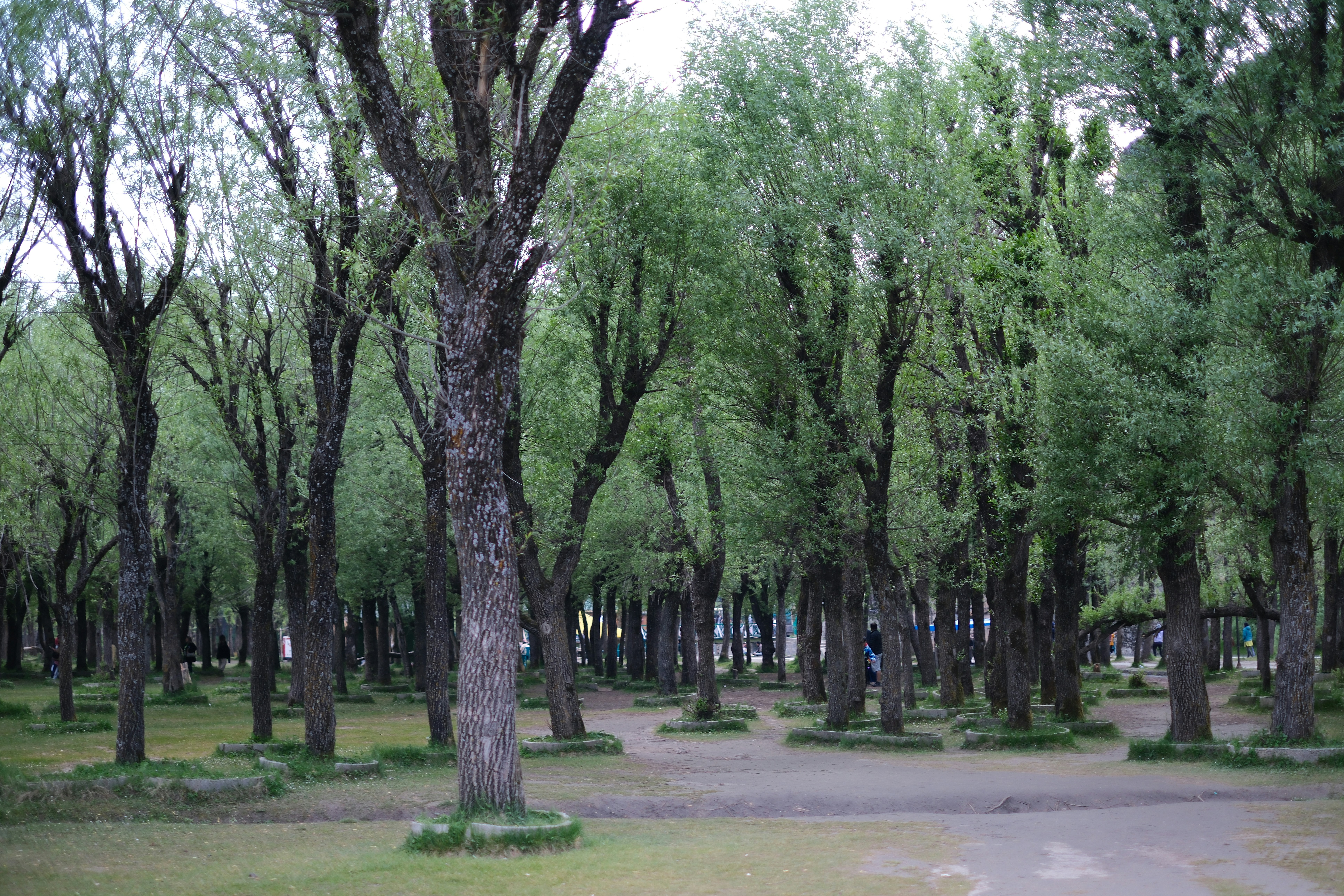 A group of trees that are in the grass