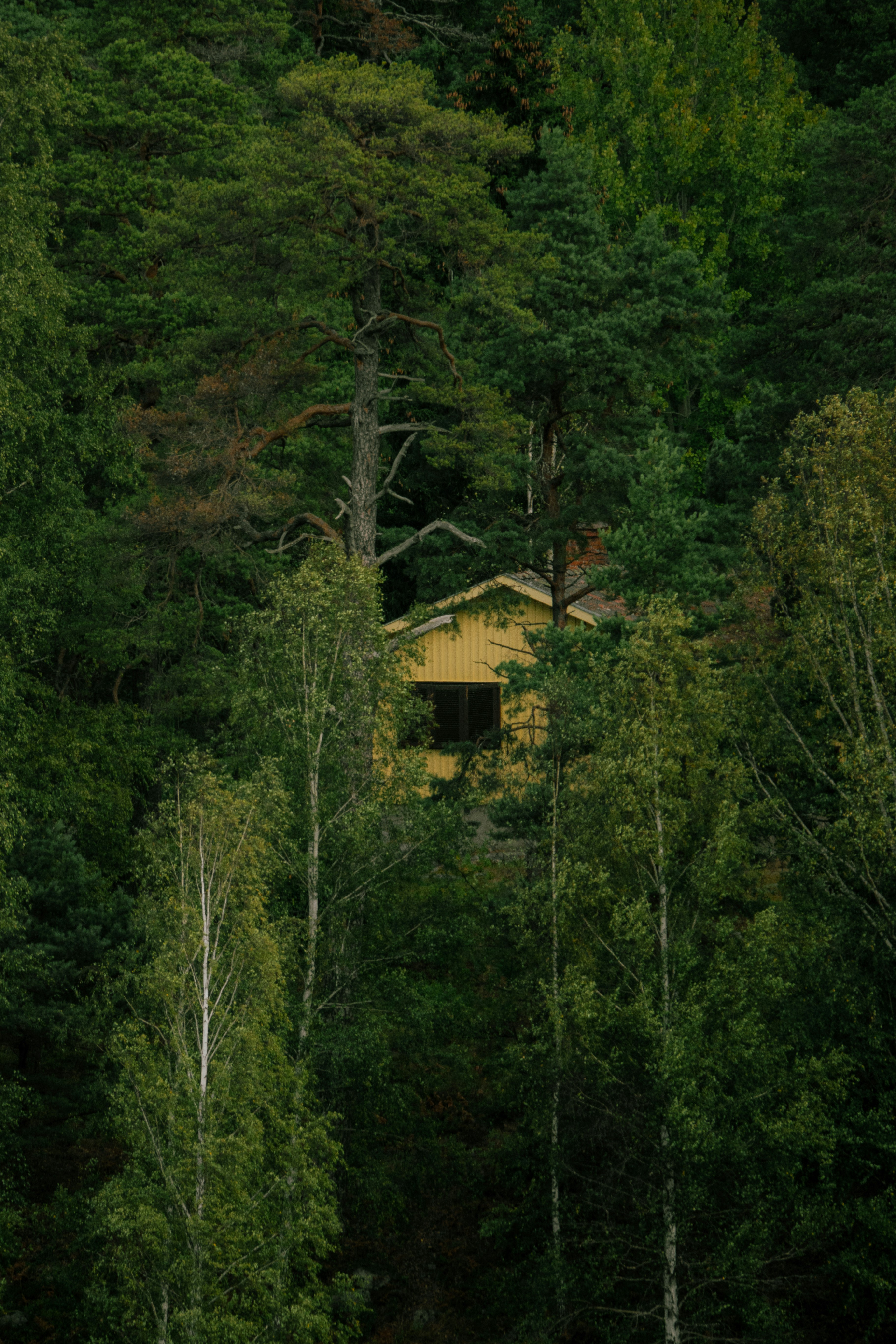 Forest survival shelter, Wilderness woods evening, Handmade wood hut, ilustrasi artikel Mastering Survival: How to Build a Life-Saving Emergency Shelter in the Wild 3