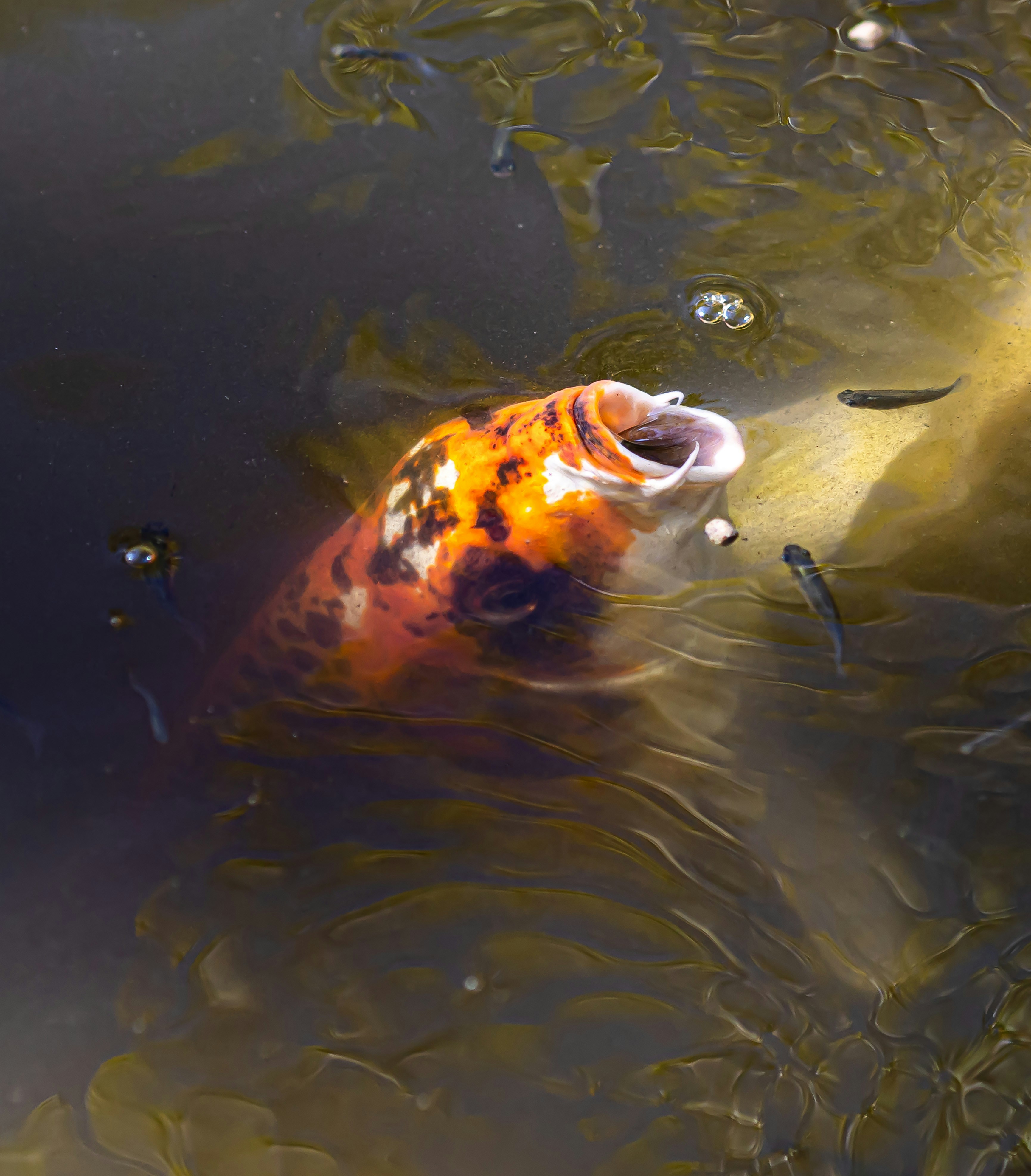 Ikan koi berenang di kolam air