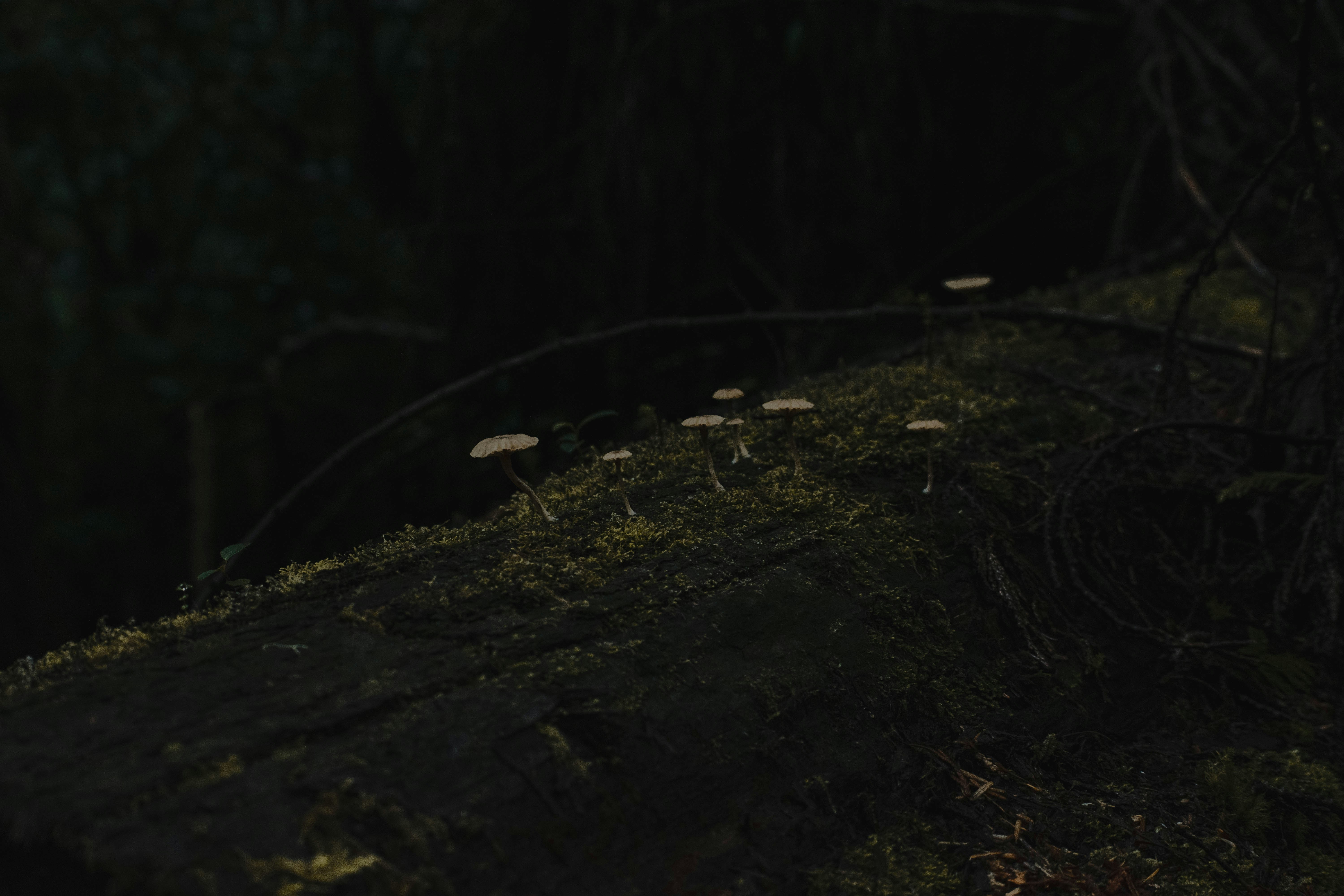 A group of mushrooms growing on a tree trunk