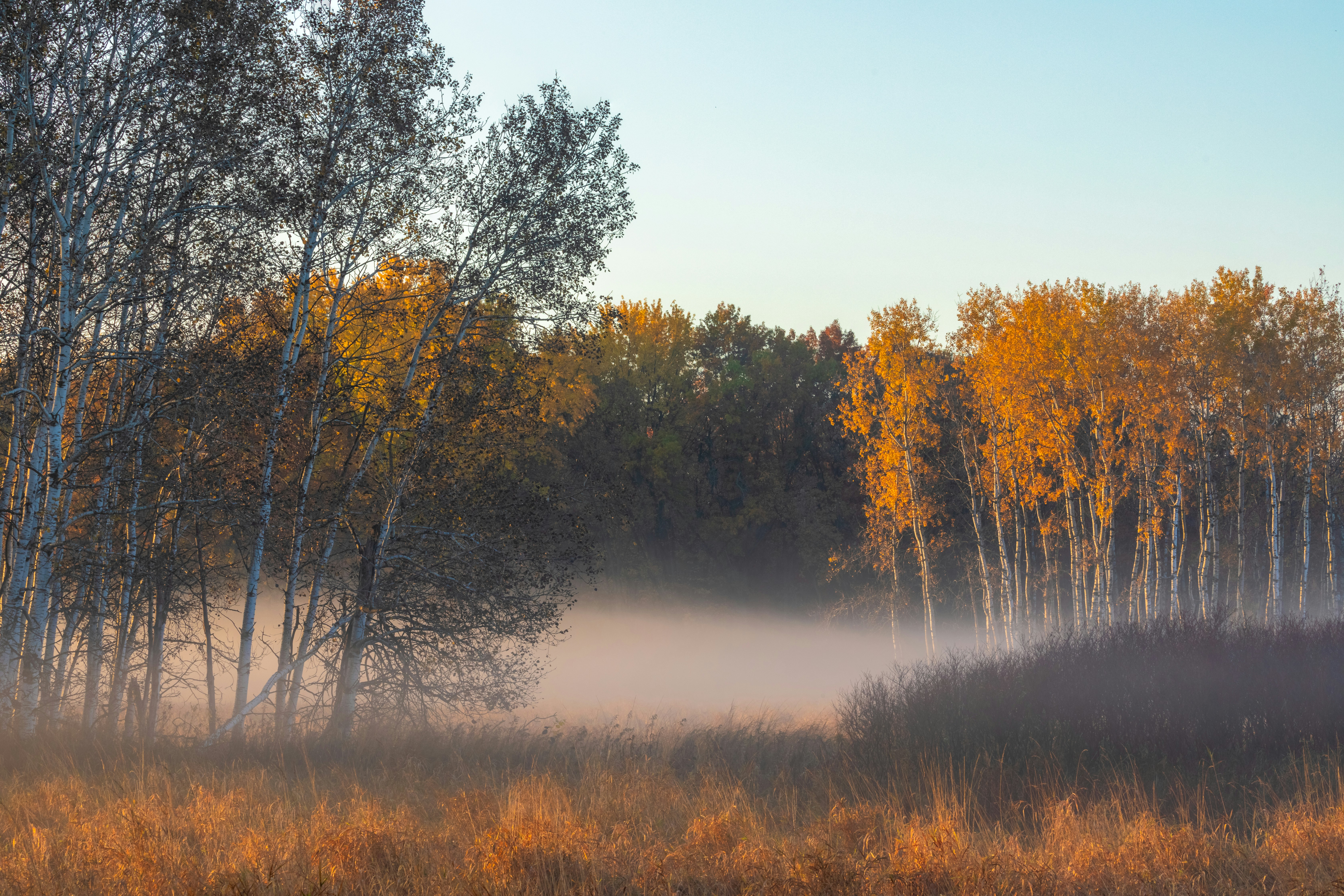 A foggy field with trees in the background