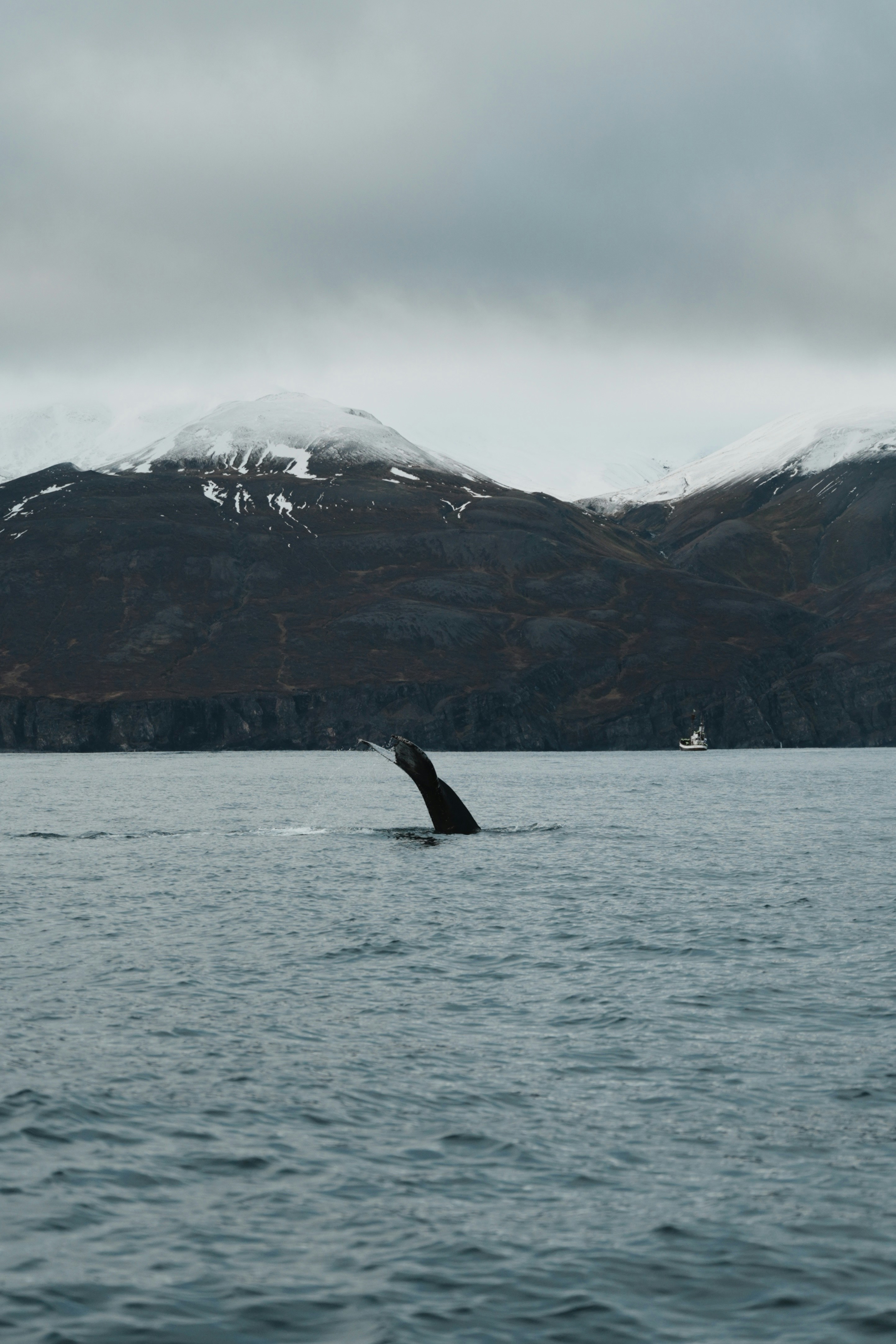 Whales of Iceland Exhibition