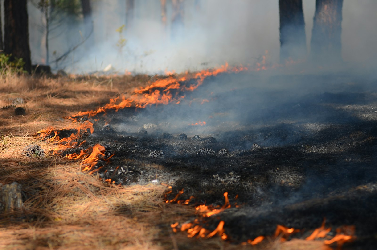 A wildland firefighter working a forest fire line amid smoke and flames in Goldendale, Washington.