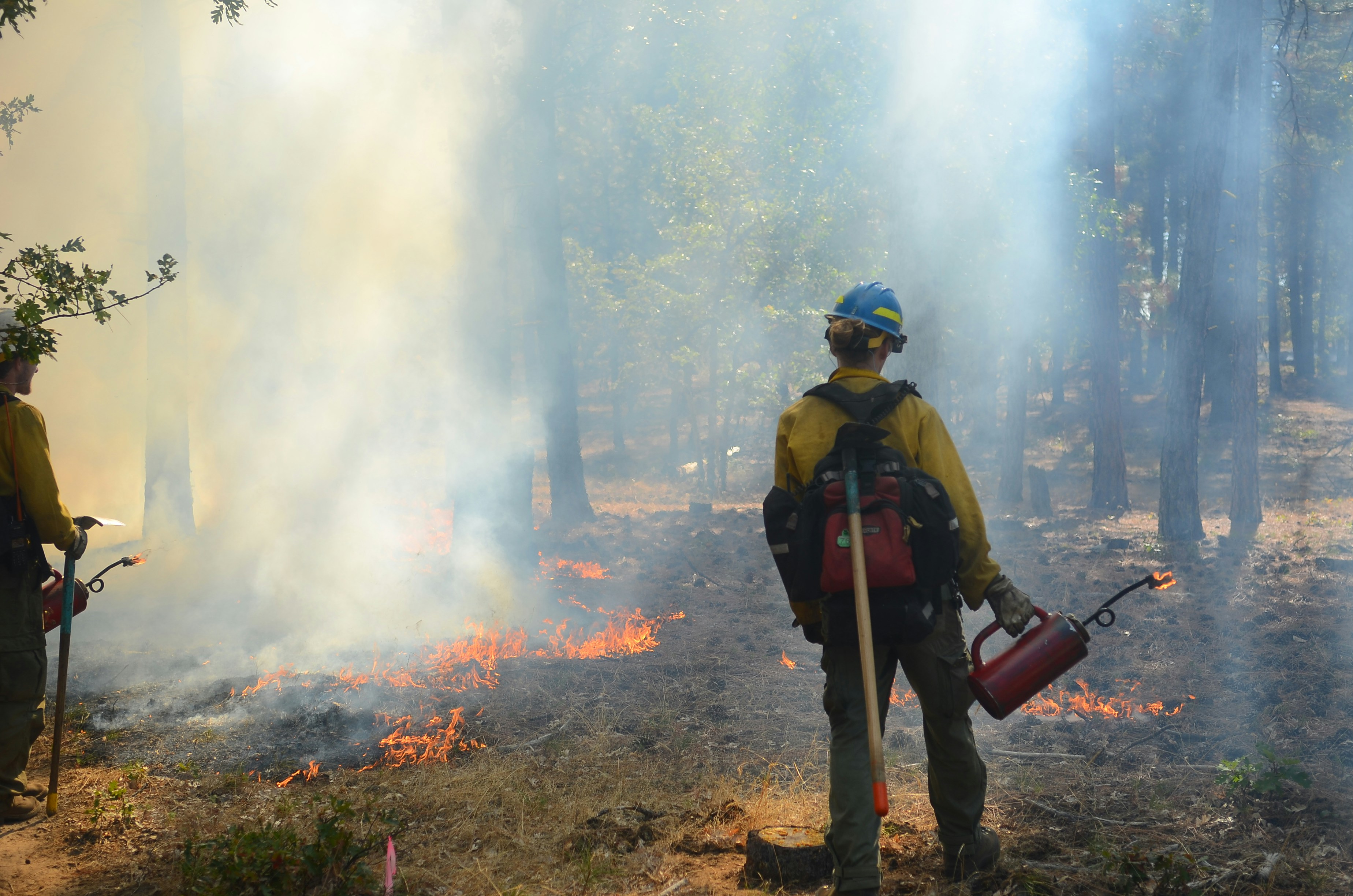 Safety First: Managing Prescribed Burns (image credits: unsplash)