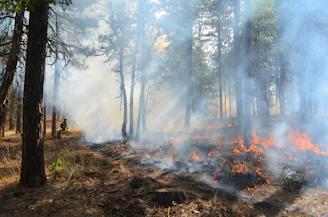 A forest filled with lots of fire and lots of smoke