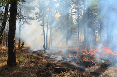 A forest filled with lots of fire and lots of smoke