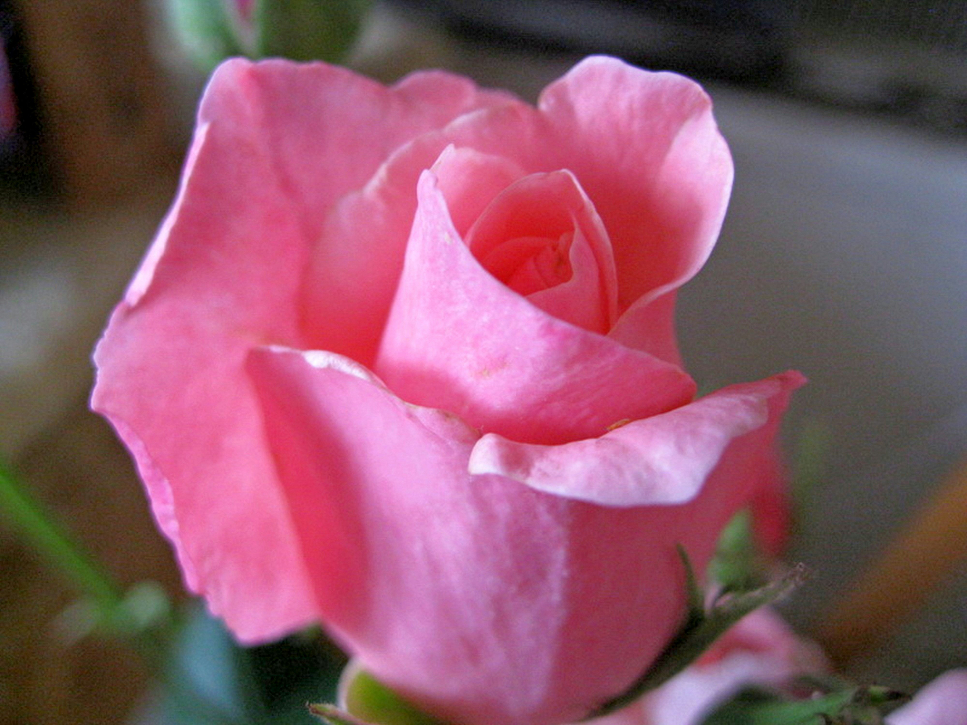 Photo by craazyquilt