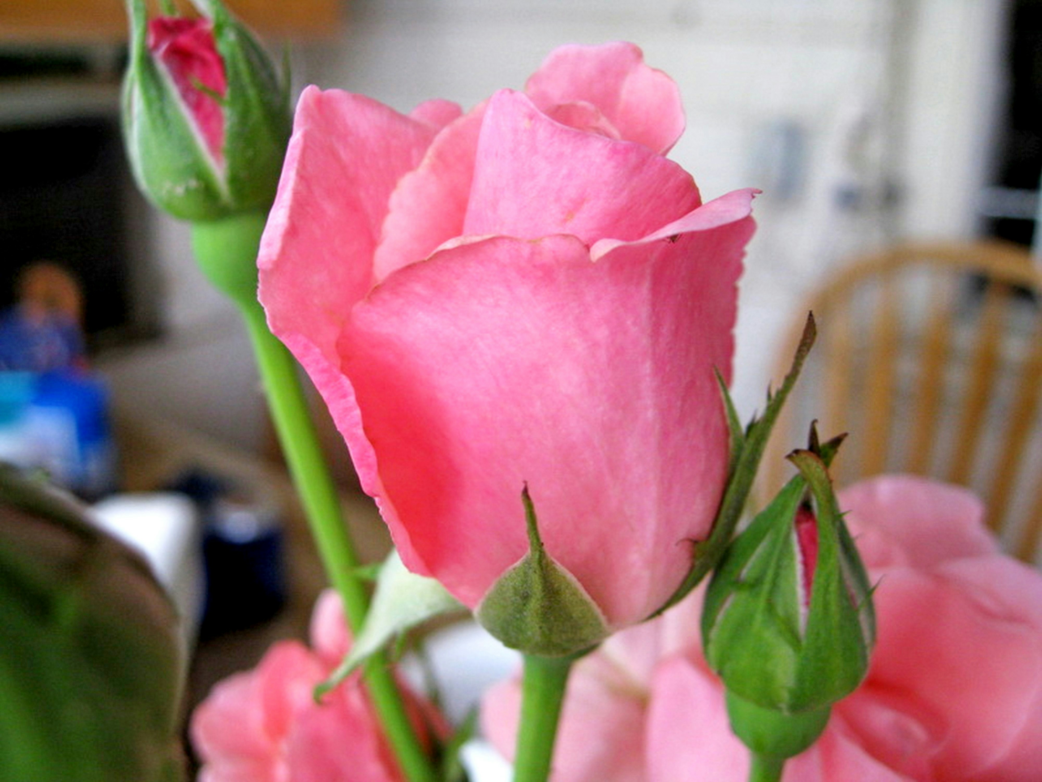 Photo by craazyquilt