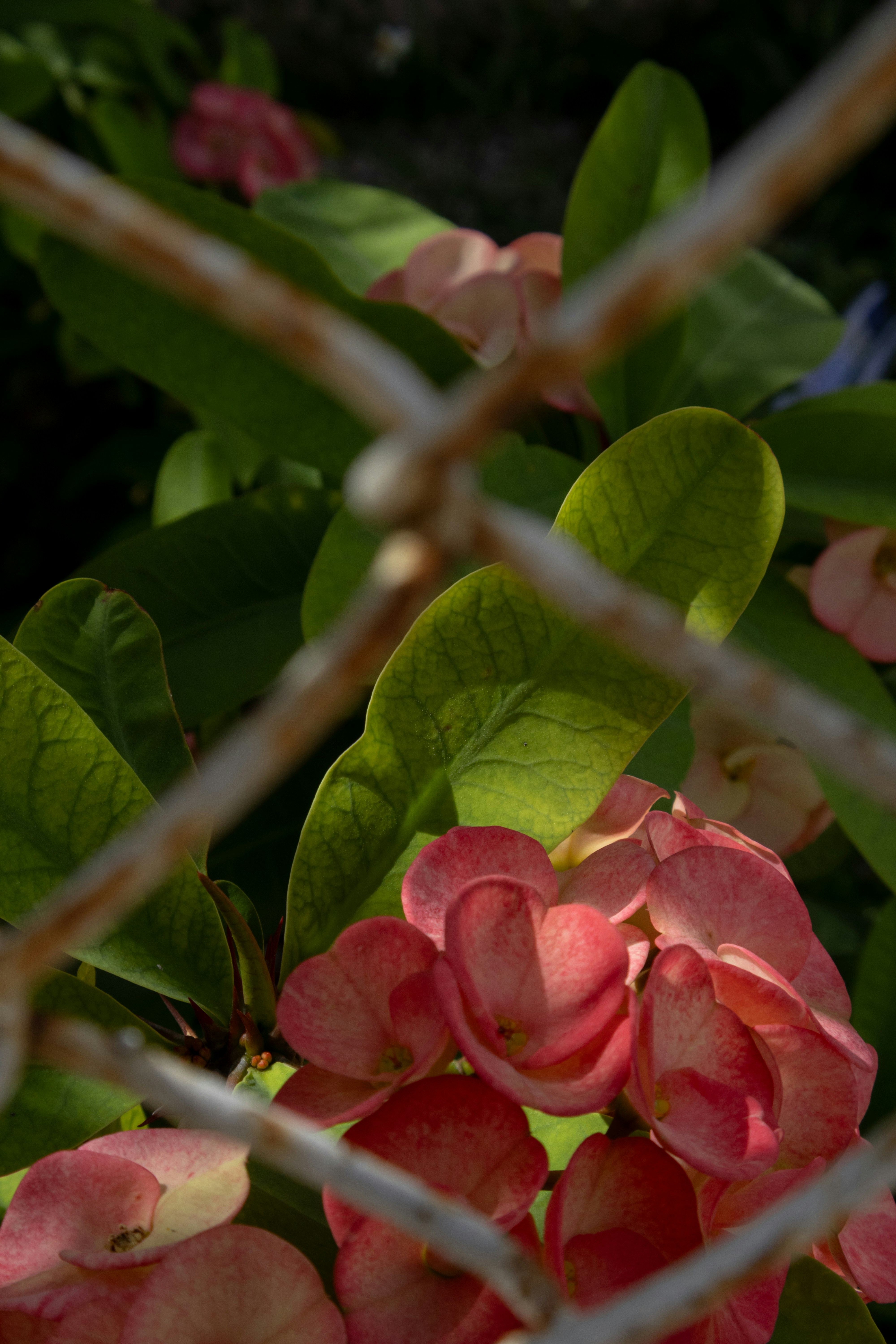 A close up of a pink flower behind a fence