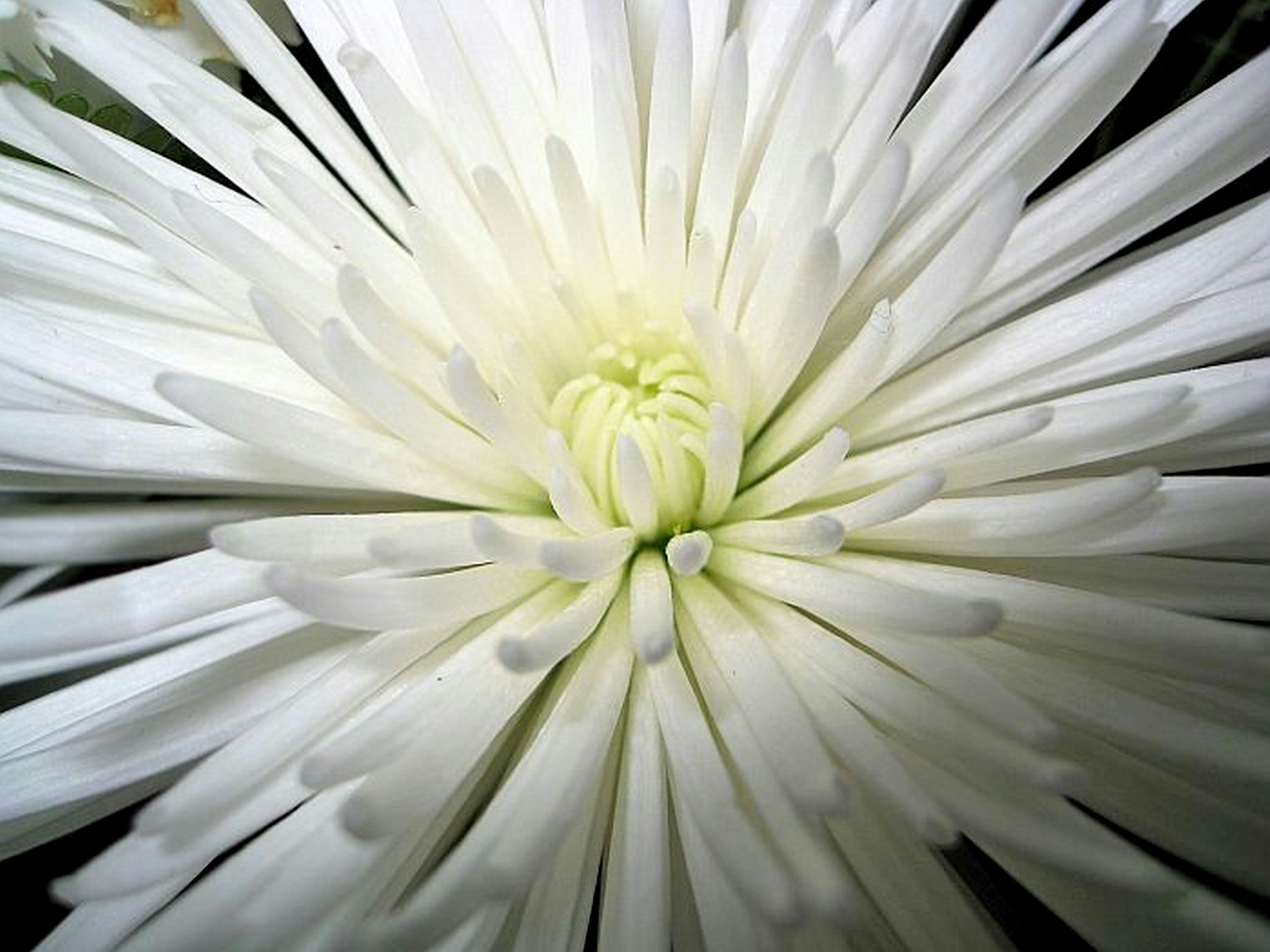 Photo by craazyquilt