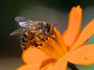 A close up of a bee on a flower
