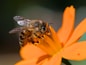 A close up of a bee on a flower