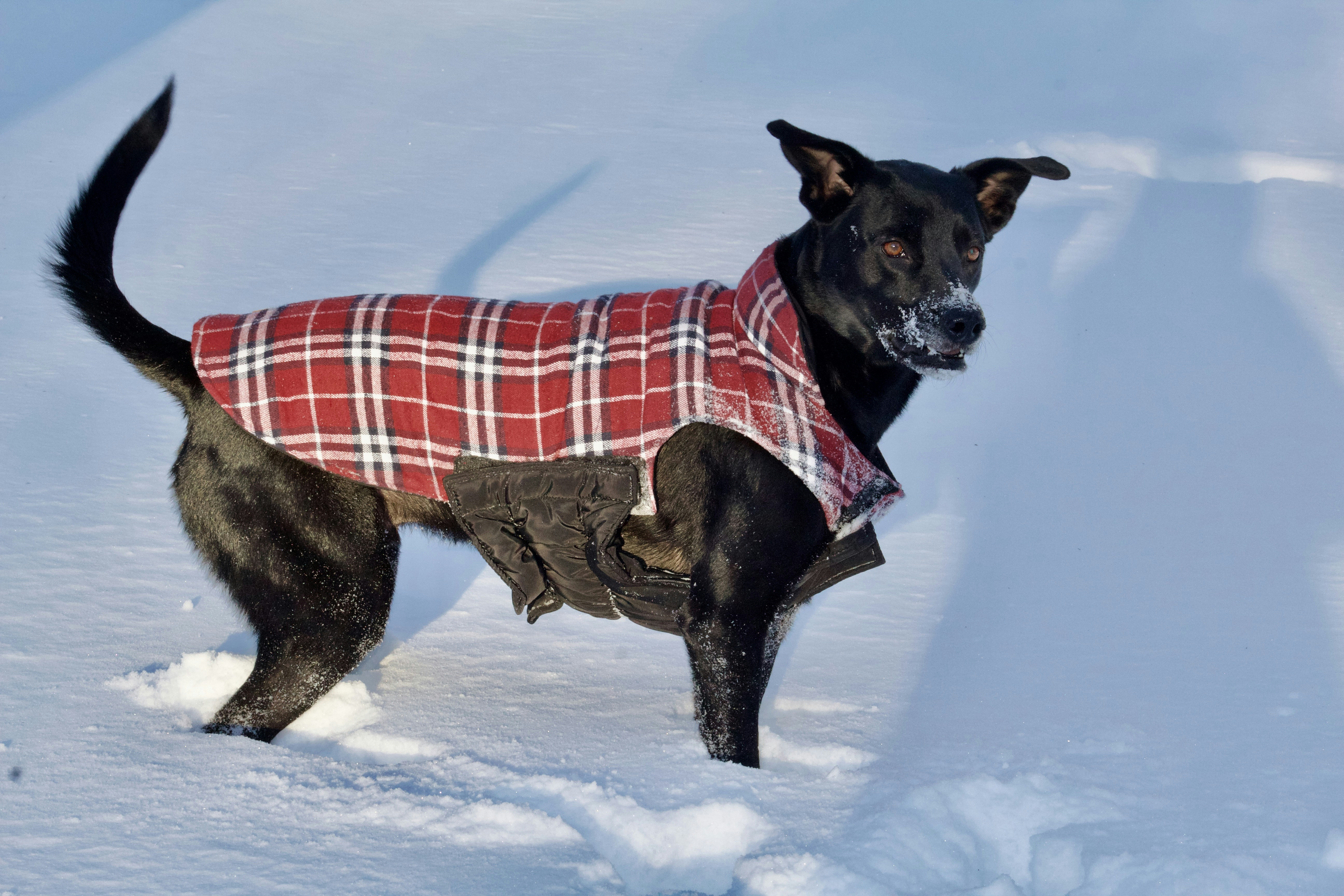 A black dog wearing a red and white plaid coat