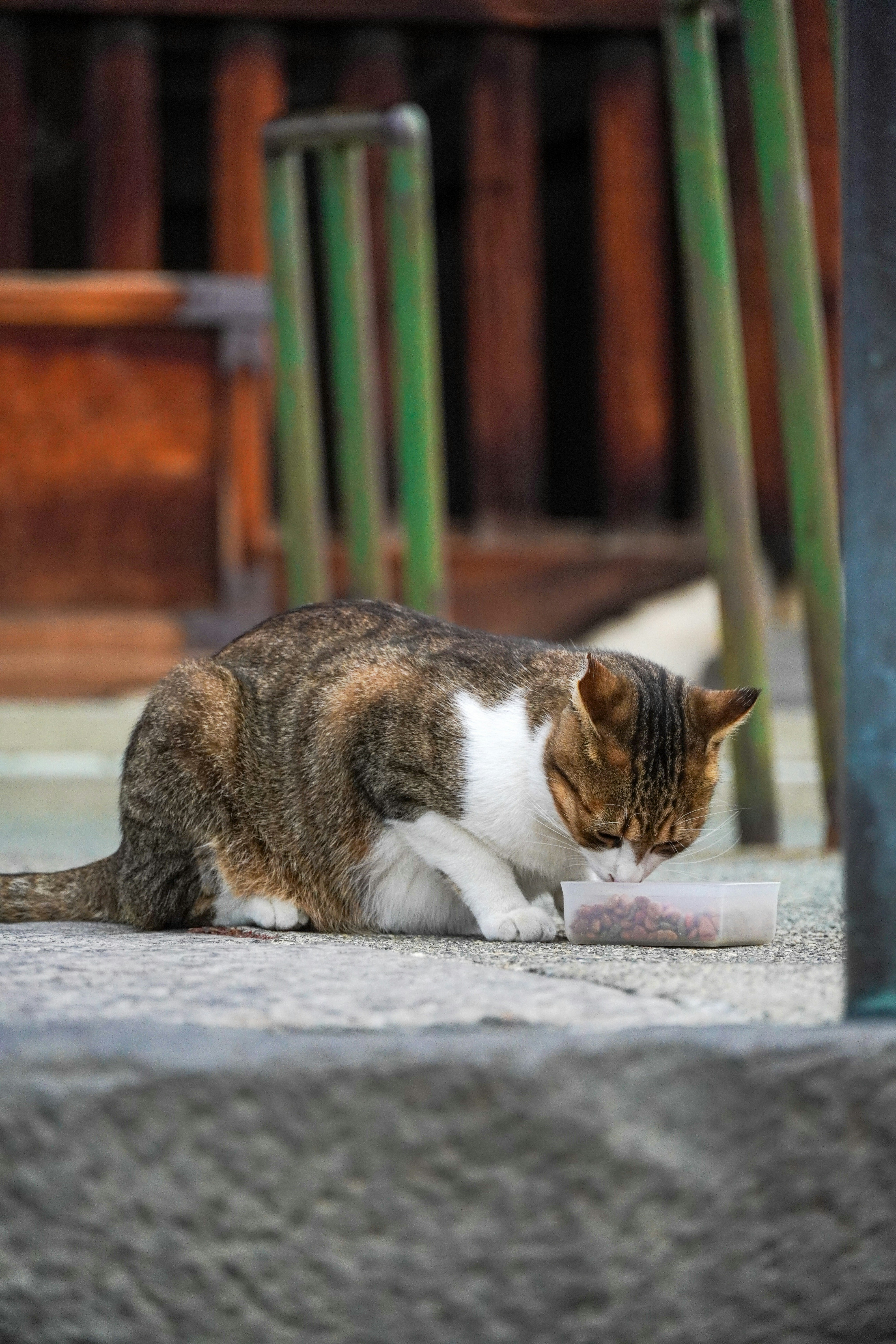 A cat sitting on the ground eating something