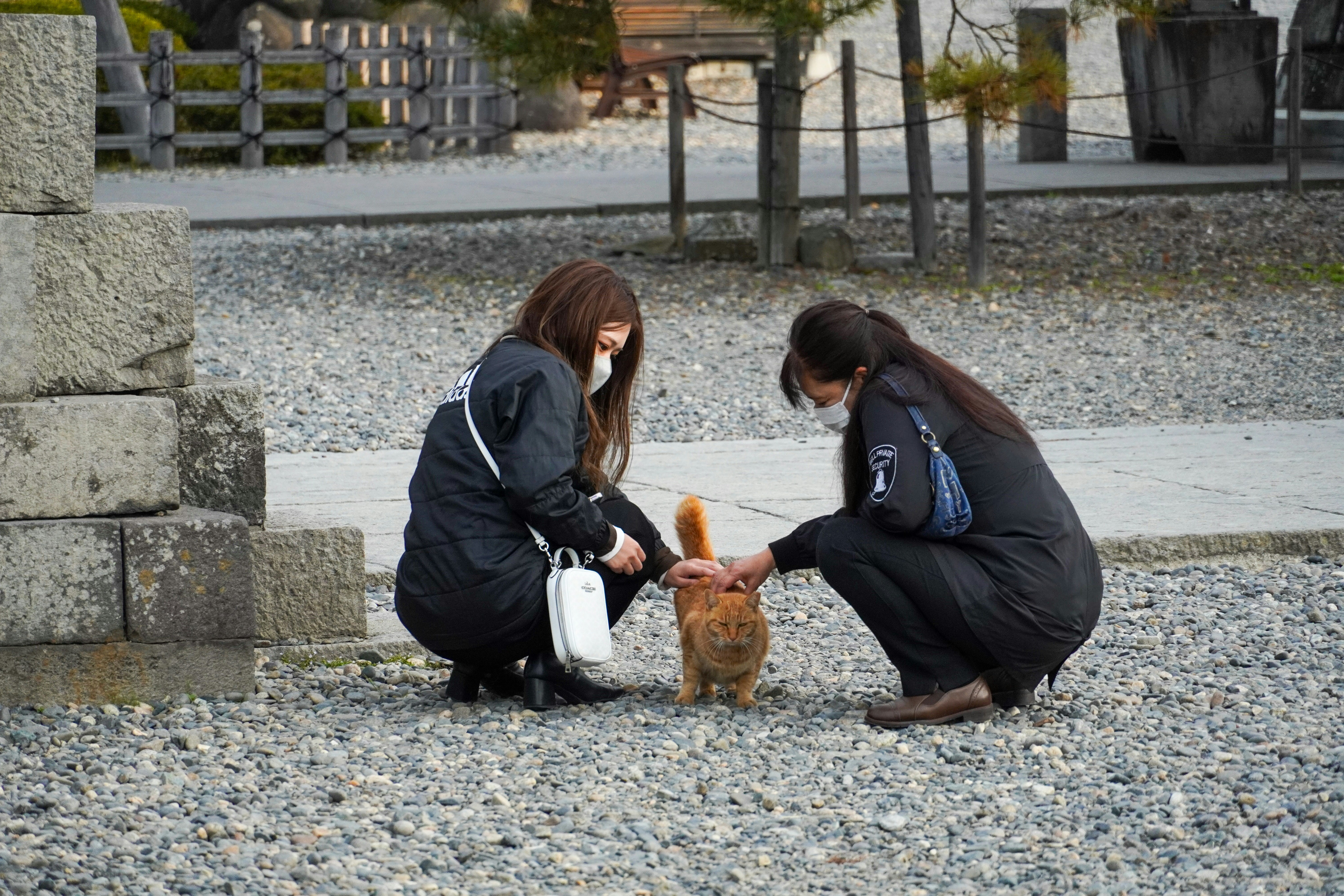 Service dog interacting with the public