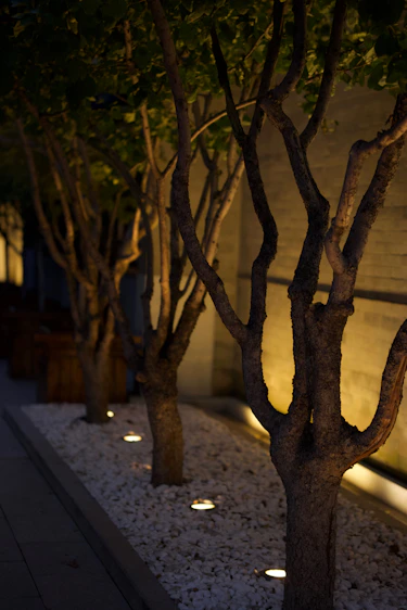 A row of trees that are next to a building