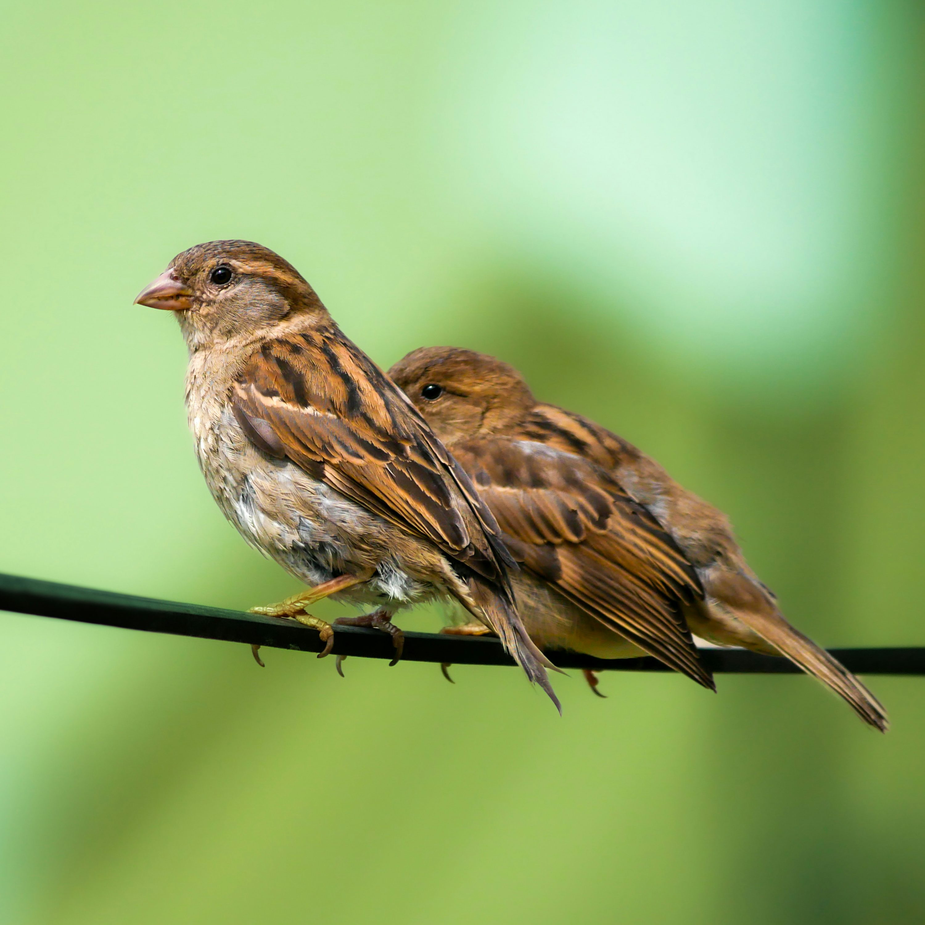 A couple of birds sitting on top of a wire